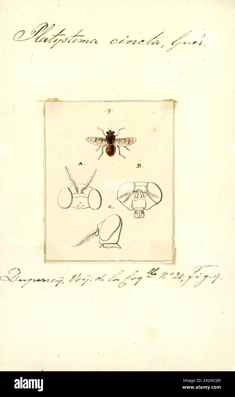 Platystoma, Print, Platystoma is a genus of flies (Diptera) belonging to the family Platystomatidae Stock Photo