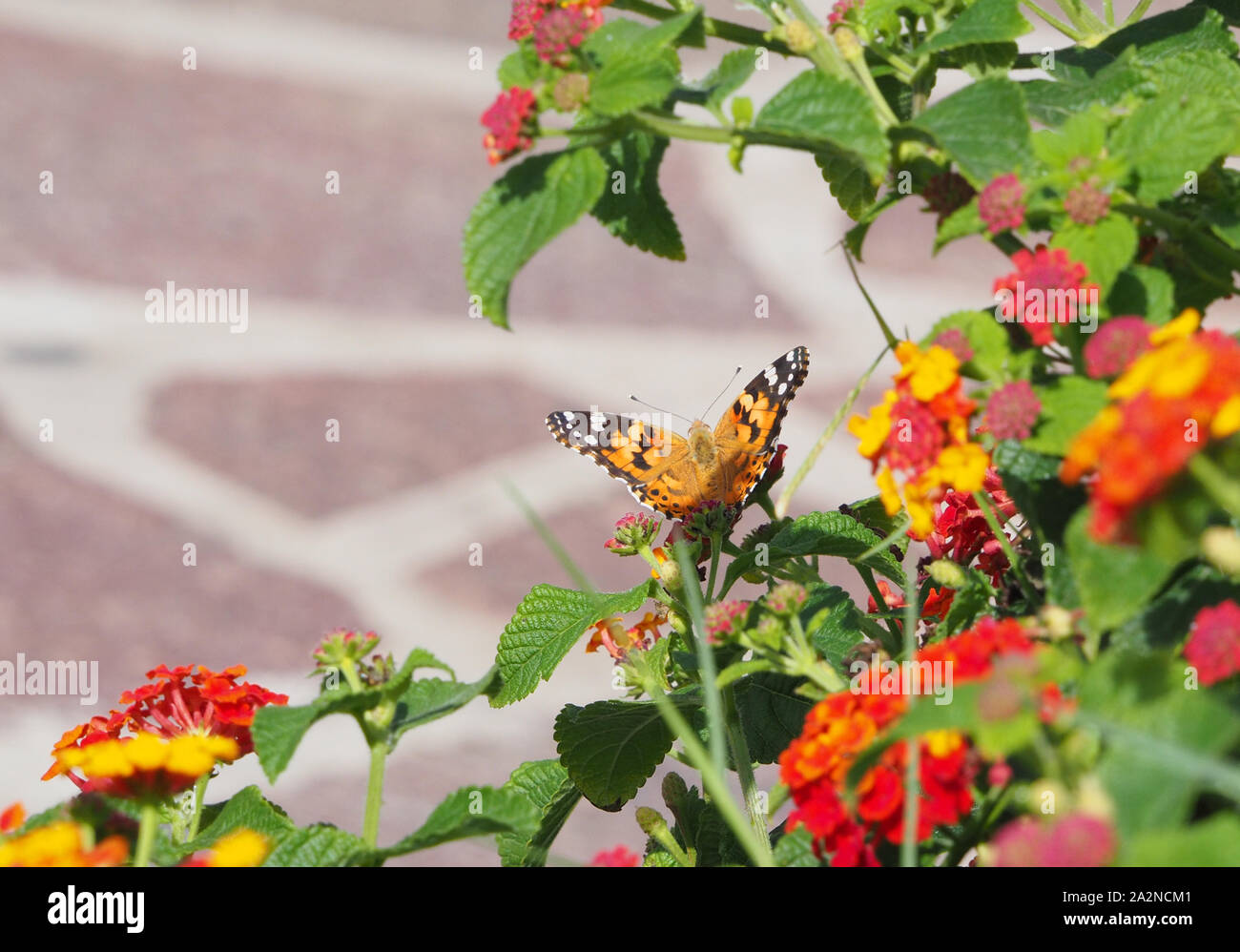 Cacyreus marshalli invasion and ecosystem changes Stock Photo