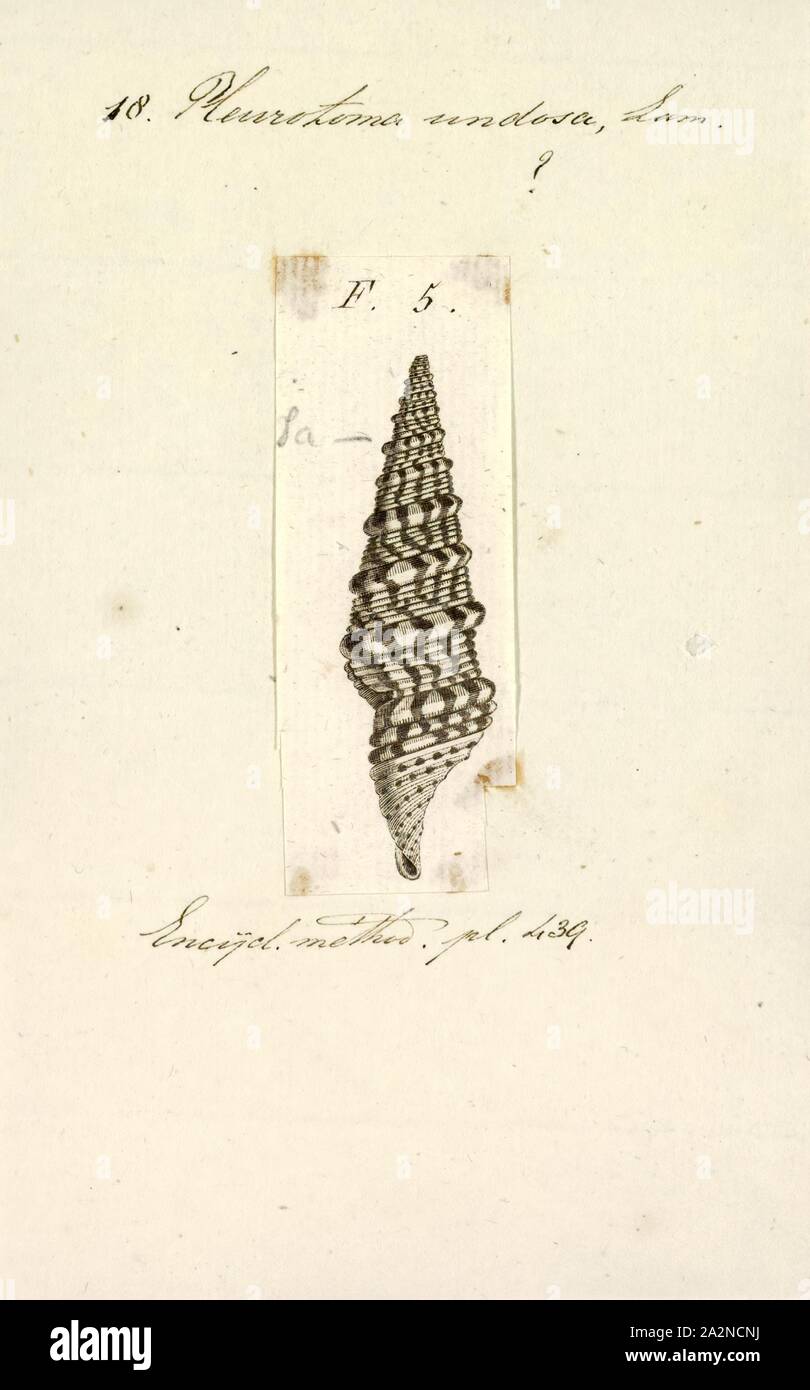 Undosa hires stock photography and images Alamy