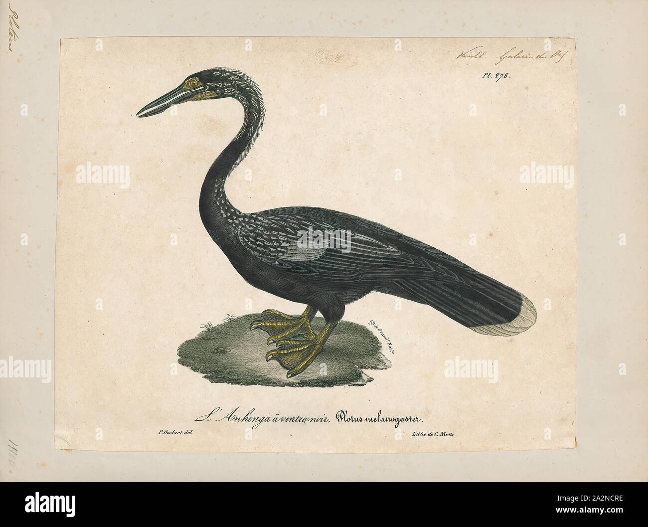 Plotus melanogaster, Print, The Oriental darter or Indian darter (Anhinga melanogaster) is a water bird of tropical South Asia and Southeast Asia. It has a long and slender neck with a straight, pointed bill and, like the cormorant, it hunts for fish while its body is submerged in water. It spears a fish underwater, bringing it above the surface, tossing and juggling it before swallowing the fish head first. The body remains submerged as it swims, and the slender neck alone is visible above the water, which accounts for the colloquial name of snakebird. Like the cormorants, it has wettable Stock Photo
