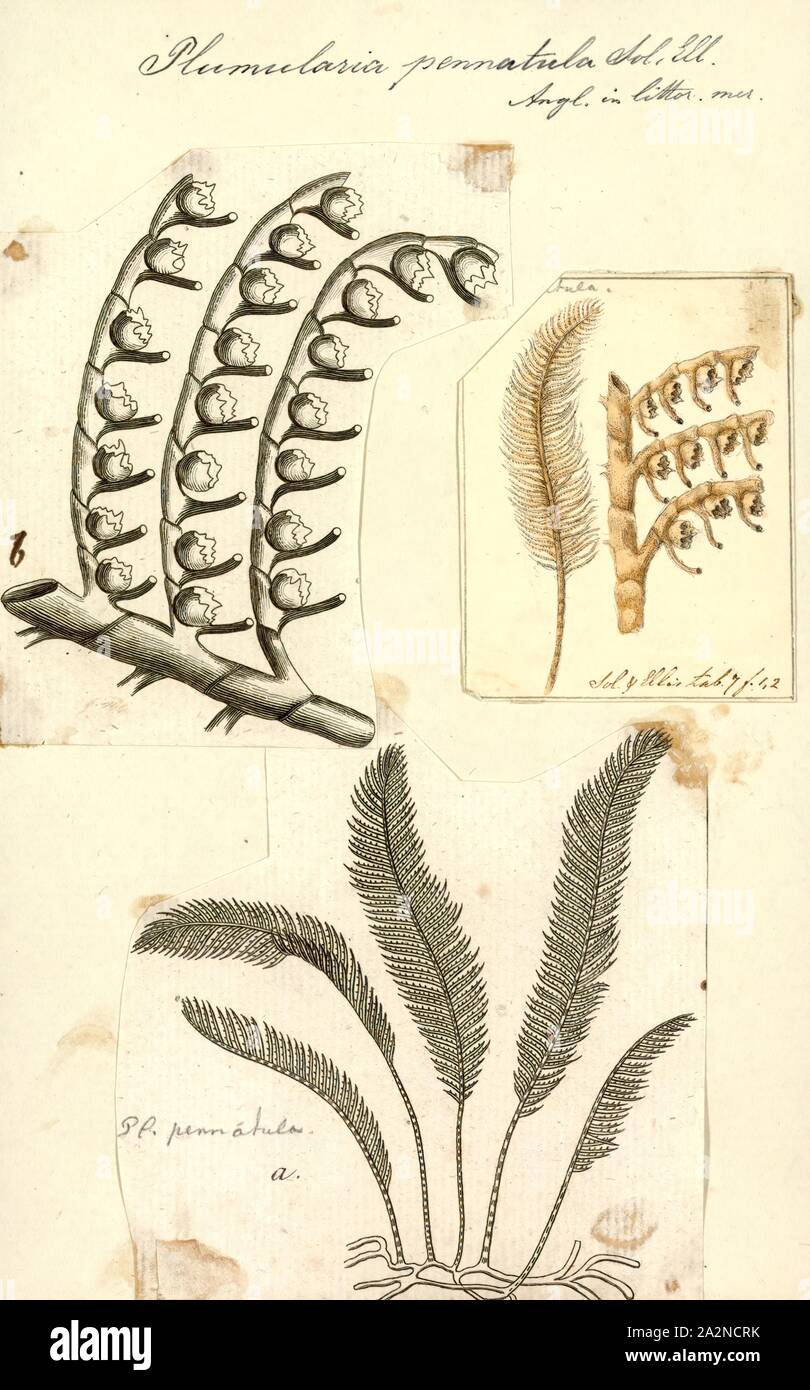 Plumularia pennatula, Print, Plumularia is a genus of hydrozoans in the family Plumulariidae Stock Photo
