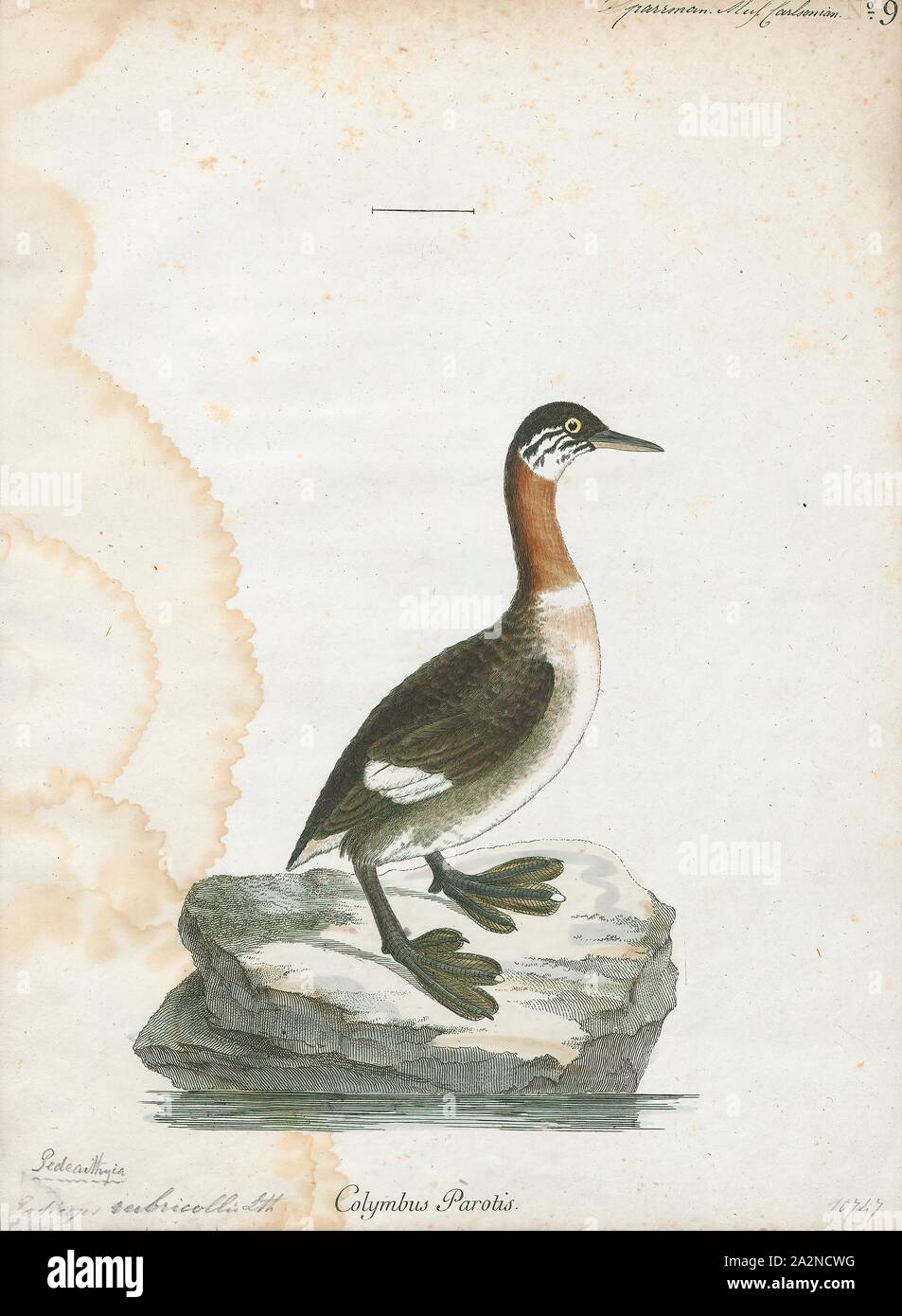 Podiceps grisegena, Print, The red-necked grebe (Podiceps grisegena) is a migratory aquatic bird found in the temperate regions of the northern hemisphere. Its wintering habitat is largely restricted to calm waters just beyond the waves around ocean coasts, although some birds may winter on large lakes. Grebes prefer shallow bodies of fresh water such as lakes, marshes or fish-ponds as breeding sites., 1786-1789 Stock Photo