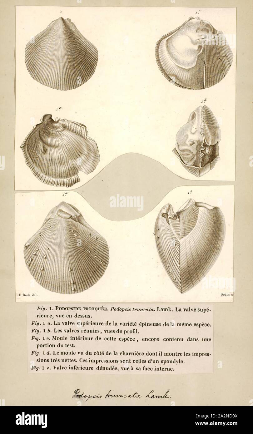 Podopsis truncata, Print Stock Photo