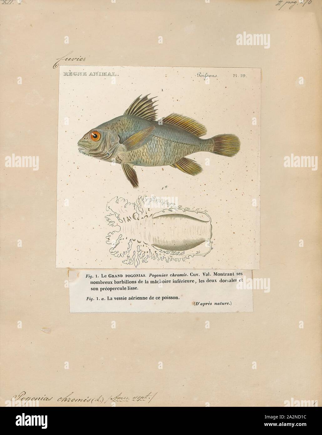 Plat décor poisson peint à la main – Francesca
