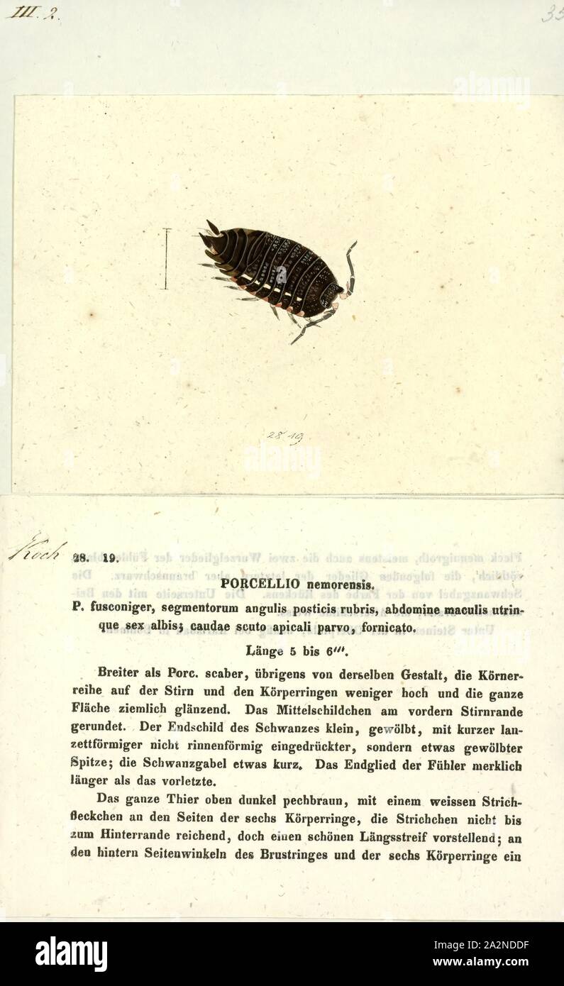 Porcellio nemorensis, Print, Porcellio is a genus of woodlice in the family Porcellionidae. These crustaceans are found essentially worldwide. A well-known species is the common rough woodlouse, Porcellio scaber Stock Photo