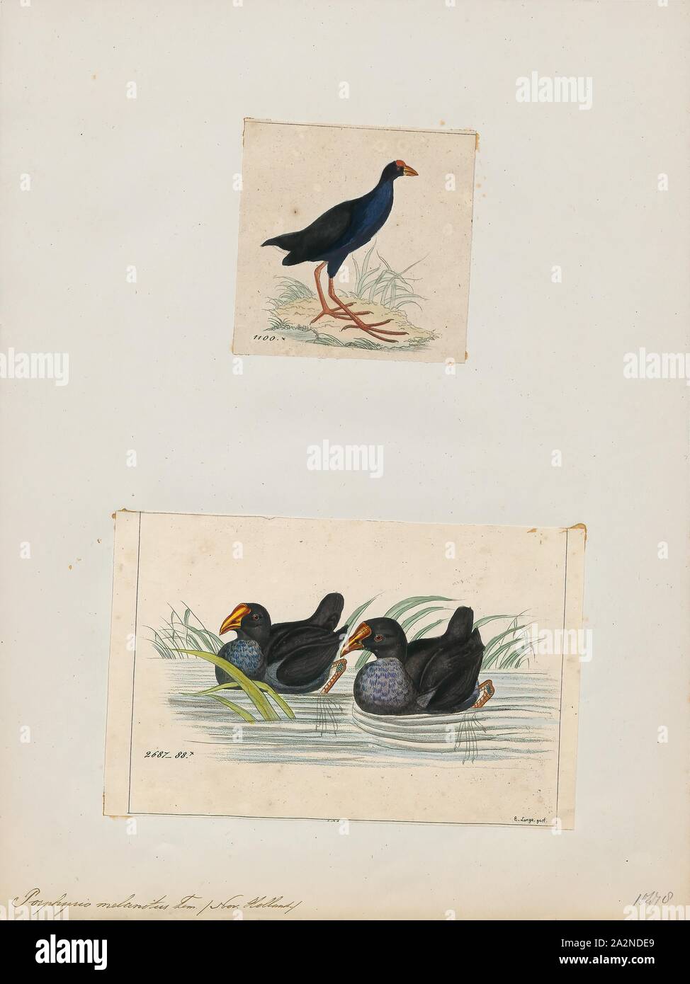 Porphyrio melanotus, Print, The Australasian swamphen (Porphyrio melanotus) is a species of swamphen (Porphyrio) occurring in eastern Indonesia (the Moluccas, Aru and Kai Islands), Papua New Guinea, Australia and New Zealand. In New Zealand, it is known as the pukeko (from the Māori pūkeko). The species used to be considered a subspecies of the purple swamphen., 1700-1880 Stock Photo