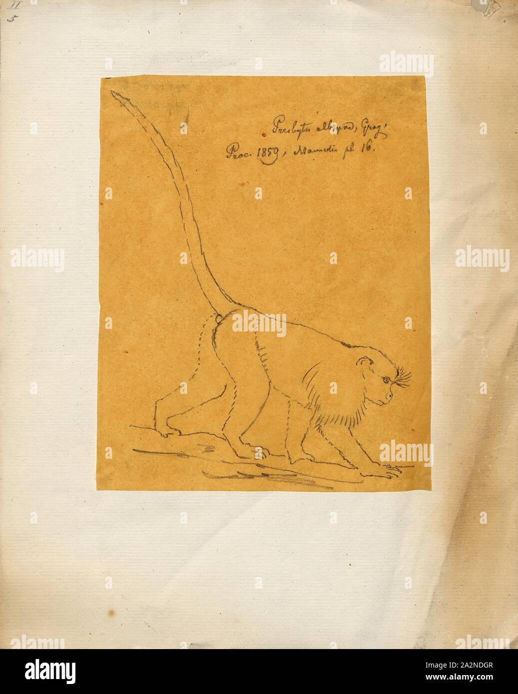 Presbytis albigena, Print, Surili, The surilis are a group of Old World monkeys and make up the entirety of the genus Presbytis. They live in the Thai-Malay Peninsula, on Sumatra, Borneo, Java and smaller nearby islands., 1700-1880 Stock Photo