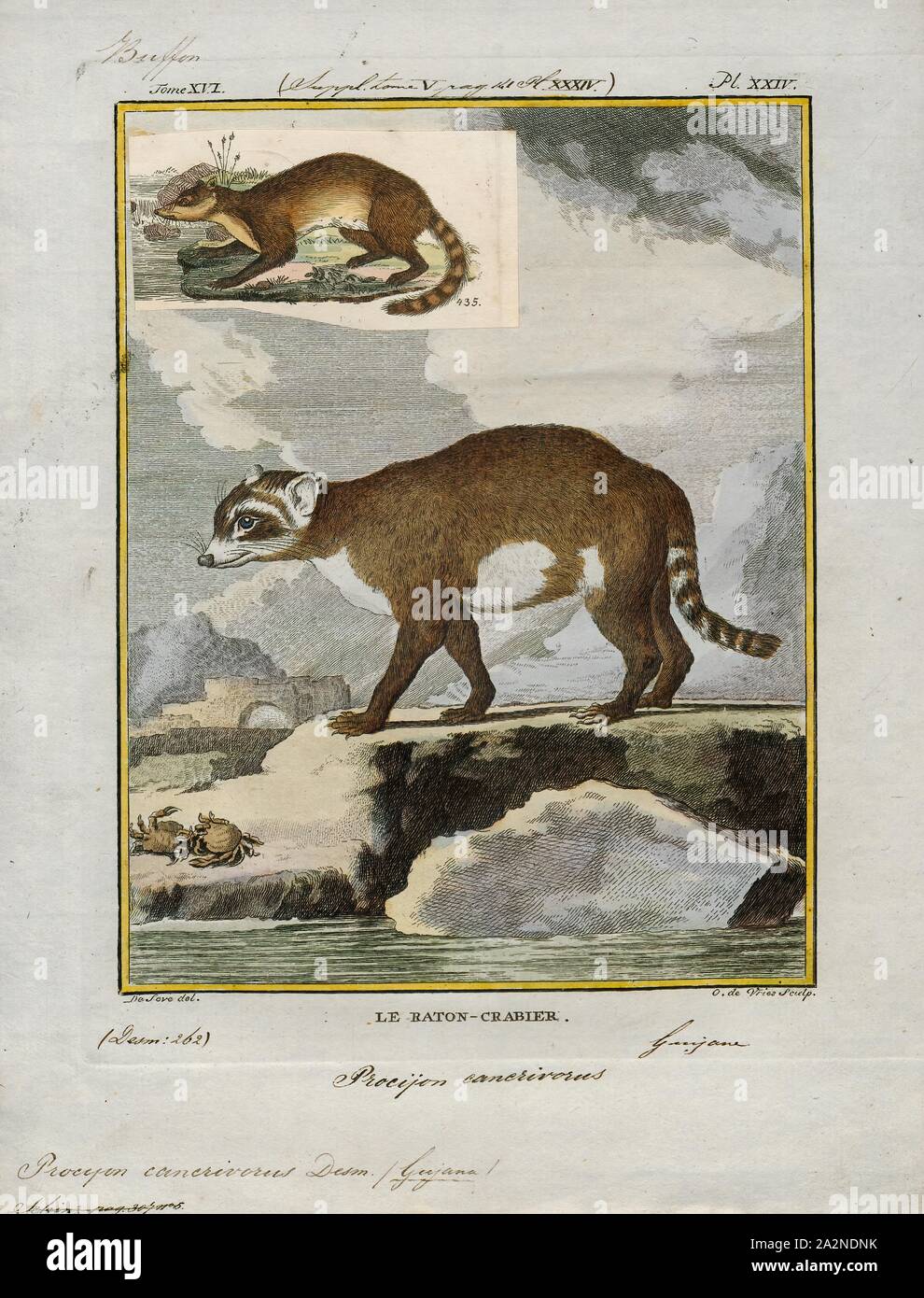 Procyon cancrivorus, Print, The crabeating raccoon or South American