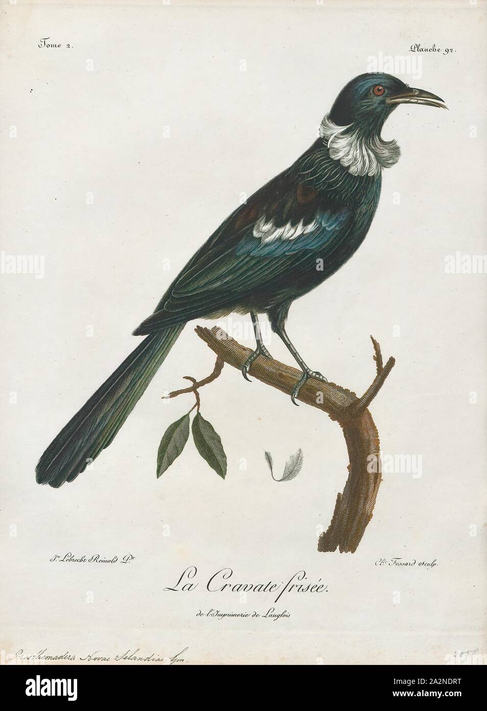 Prosthemadera novae seelandiae, Print, The tui is an endemic passerine bird  of New Zealand, and the only species in the genus Prosthemadera. It is one  of the largest species in the diverse
