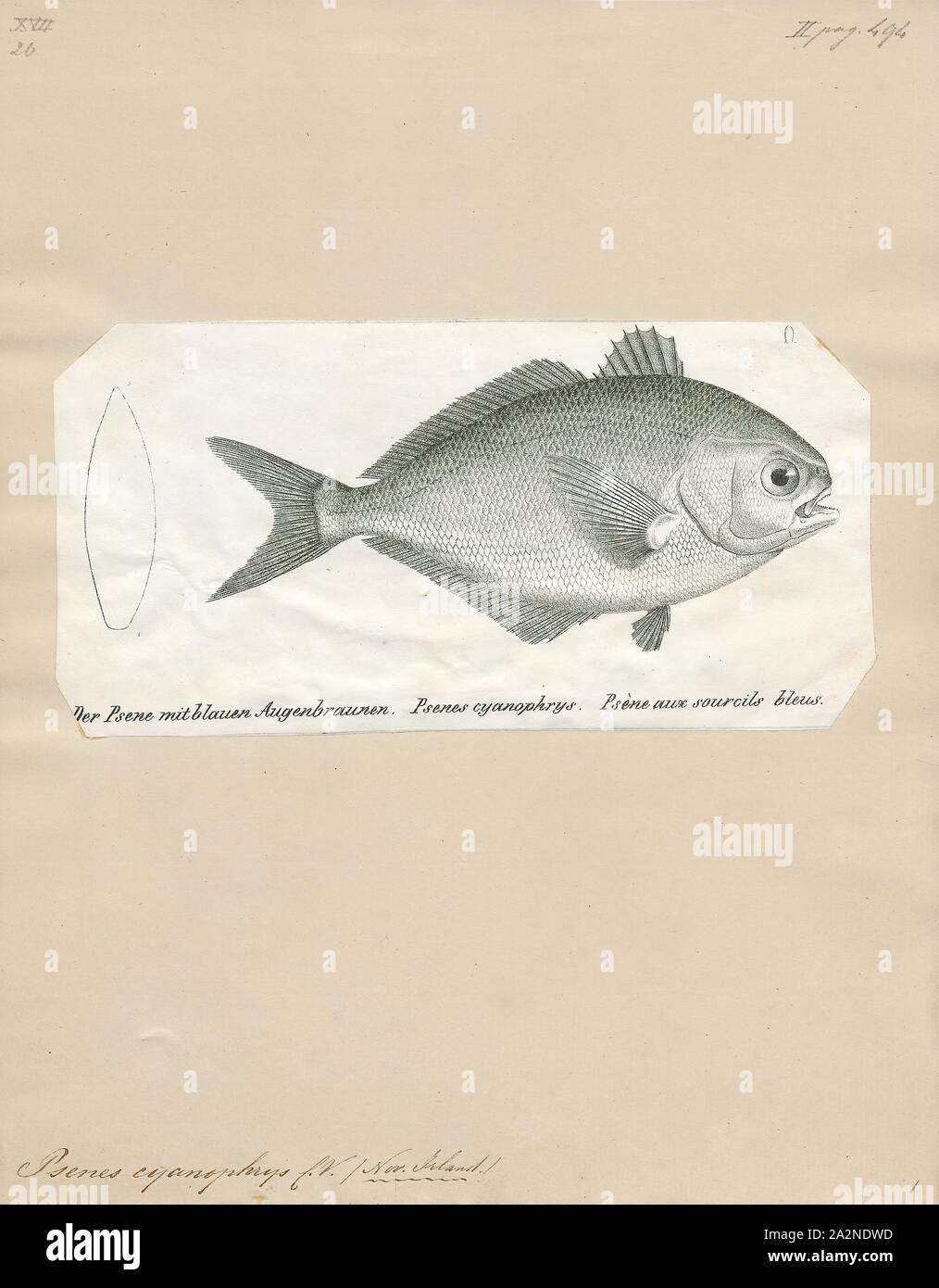 Psenes cyanophrys, Print, Freckled driftfish, 1700-1880 Stock Photo