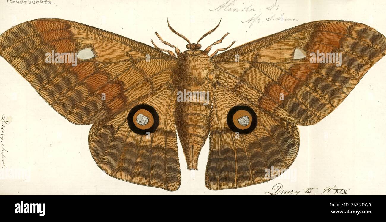 Pseudobunaea, Print, Pseudobunaea is a genus of moths in the family Saturniidae first described by Eugène Louis Bouvier in 1927 Stock Photo