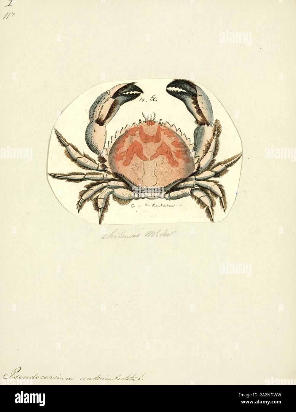 Pseudocarcinus undecimdentatus, Print, The Tasmanian giant crab, Pseudocarcinus gigas (sometimes known as the giant deepwater crab, giant southern crab or queen crab) is a very large species of crab that resides on rocky and muddy bottoms in the oceans off Southern Australia. It is the only species in the genus Pseudocarcinus Stock Photo