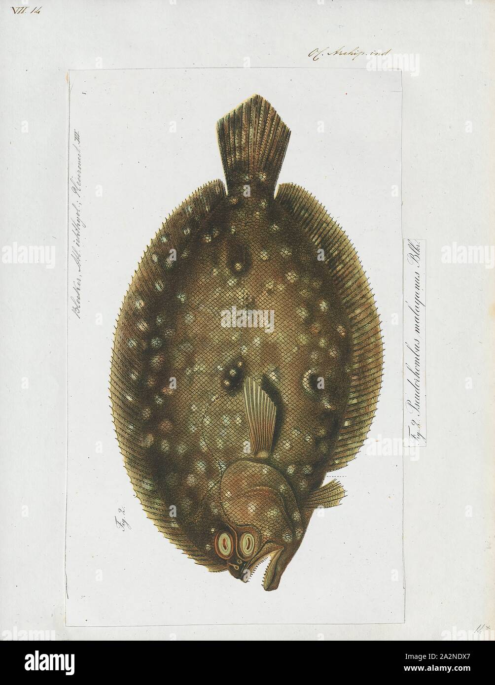 Malayan hires stock photography and images Alamy