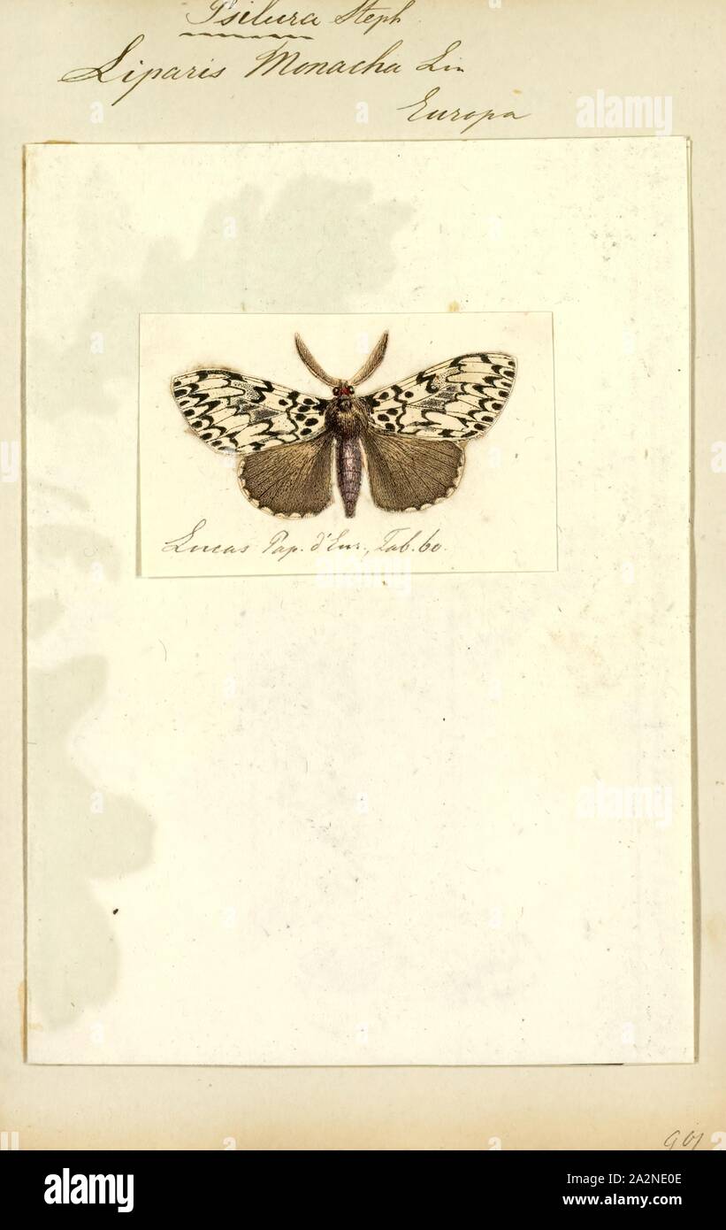 Psilura, Print, Lymantria is a genus of tussock moths in the family Erebidae. They are widely distributed throughout Europe, Japan, India, Sri Lanka, Myanmar, Java, and Celebes. It was described by Jacob Hübner in 1819 Stock Photo