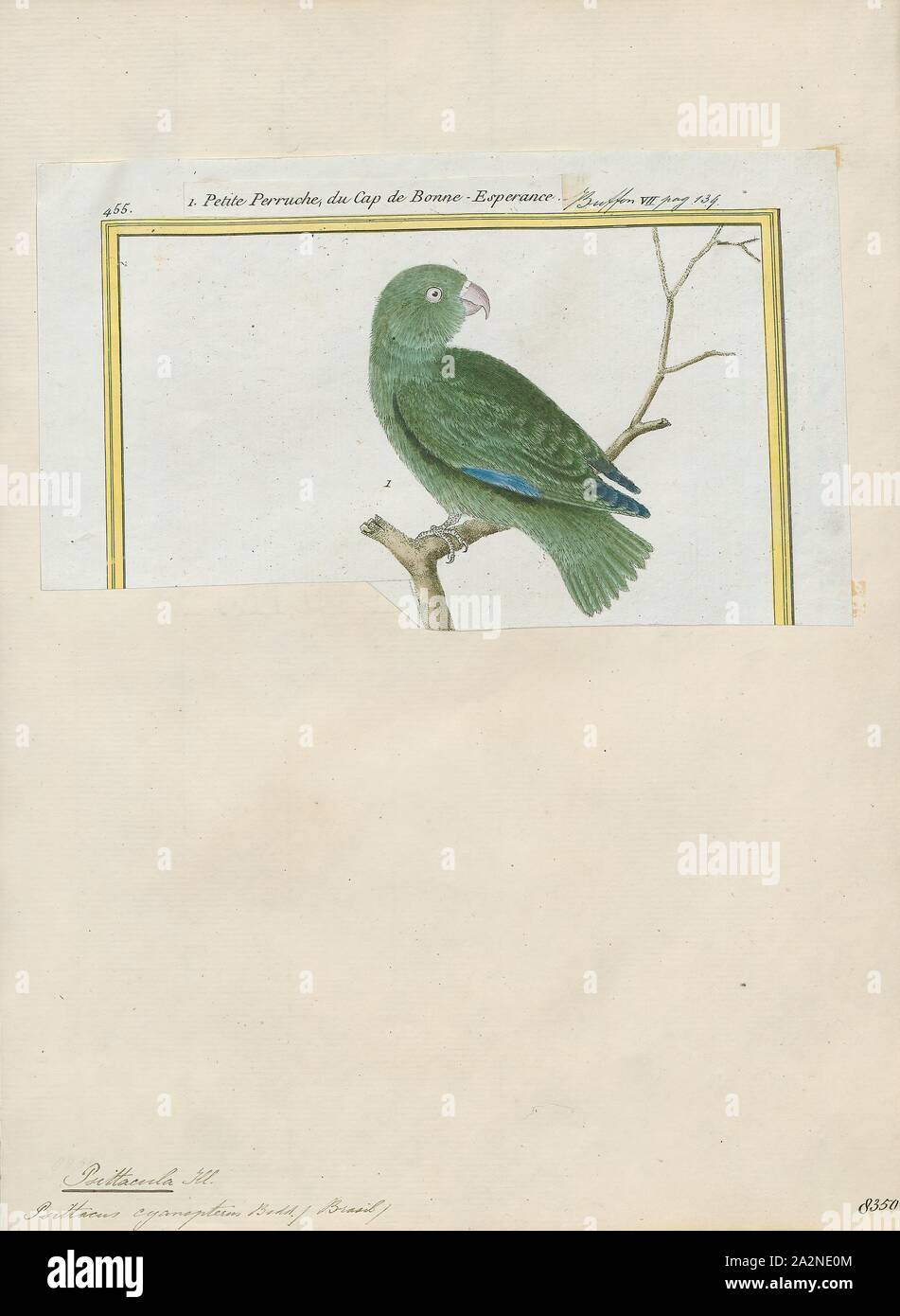 Psittacula cyanoptera, Print, Members of the parrot genus Psittacula or Afro-Asian ring-necked parakeets as they are commonly known in aviculture originates found from Africa to South-East Asia. It is a widespread group, with a clear concentration of species in south Asia, but also with representatives in Africa and the islands of the Indian Ocean. This is the only genus of Parrot which has the majority of its species in continental Asia. Of all the extant species only Psittacula calthropae, Psittacula caniceps and Psittacula echo do not have a representative subspecies in any part of mainland Stock Photo