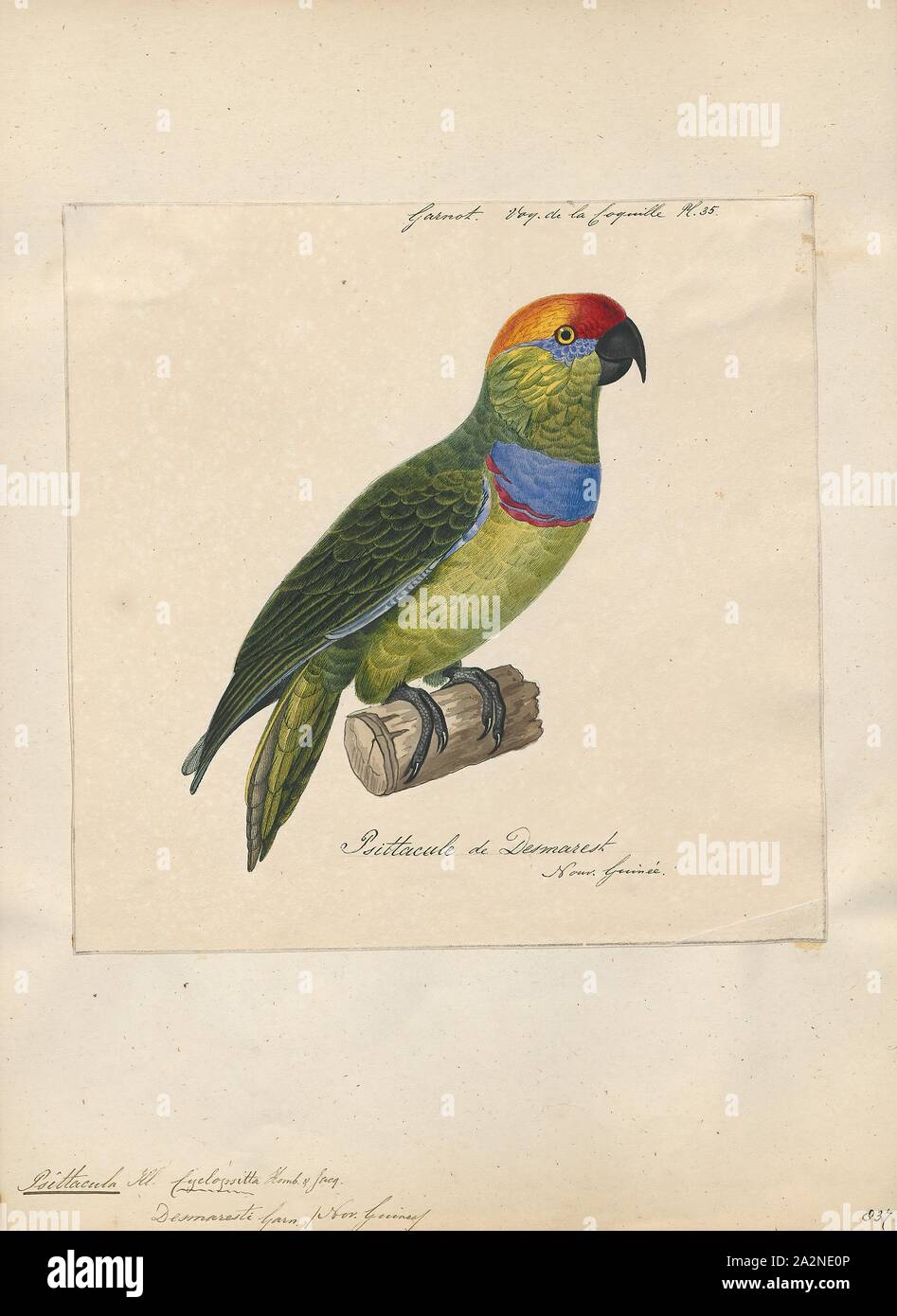 Psittacula desmaresti, Print, Members of the parrot genus Psittacula or Afro-Asian ring-necked parakeets as they are commonly known in aviculture originates found from Africa to South-East Asia. It is a widespread group, with a clear concentration of species in south Asia, but also with representatives in Africa and the islands of the Indian Ocean. This is the only genus of Parrot which has the majority of its species in continental Asia. Of all the extant species only Psittacula calthropae, Psittacula caniceps and Psittacula echo do not have a representative subspecies in any part of mainland Stock Photo