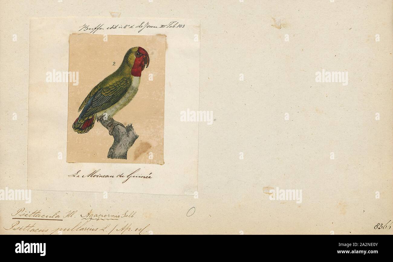 Psittacula pullaria, Print, Members of the parrot genus Psittacula or Afro-Asian ring-necked parakeets as they are commonly known in aviculture originates found from Africa to South-East Asia. It is a widespread group, with a clear concentration of species in south Asia, but also with representatives in Africa and the islands of the Indian Ocean. This is the only genus of Parrot which has the majority of its species in continental Asia. Of all the extant species only Psittacula calthropae, Psittacula caniceps and Psittacula echo do not have a representative subspecies in any part of mainland Stock Photo
