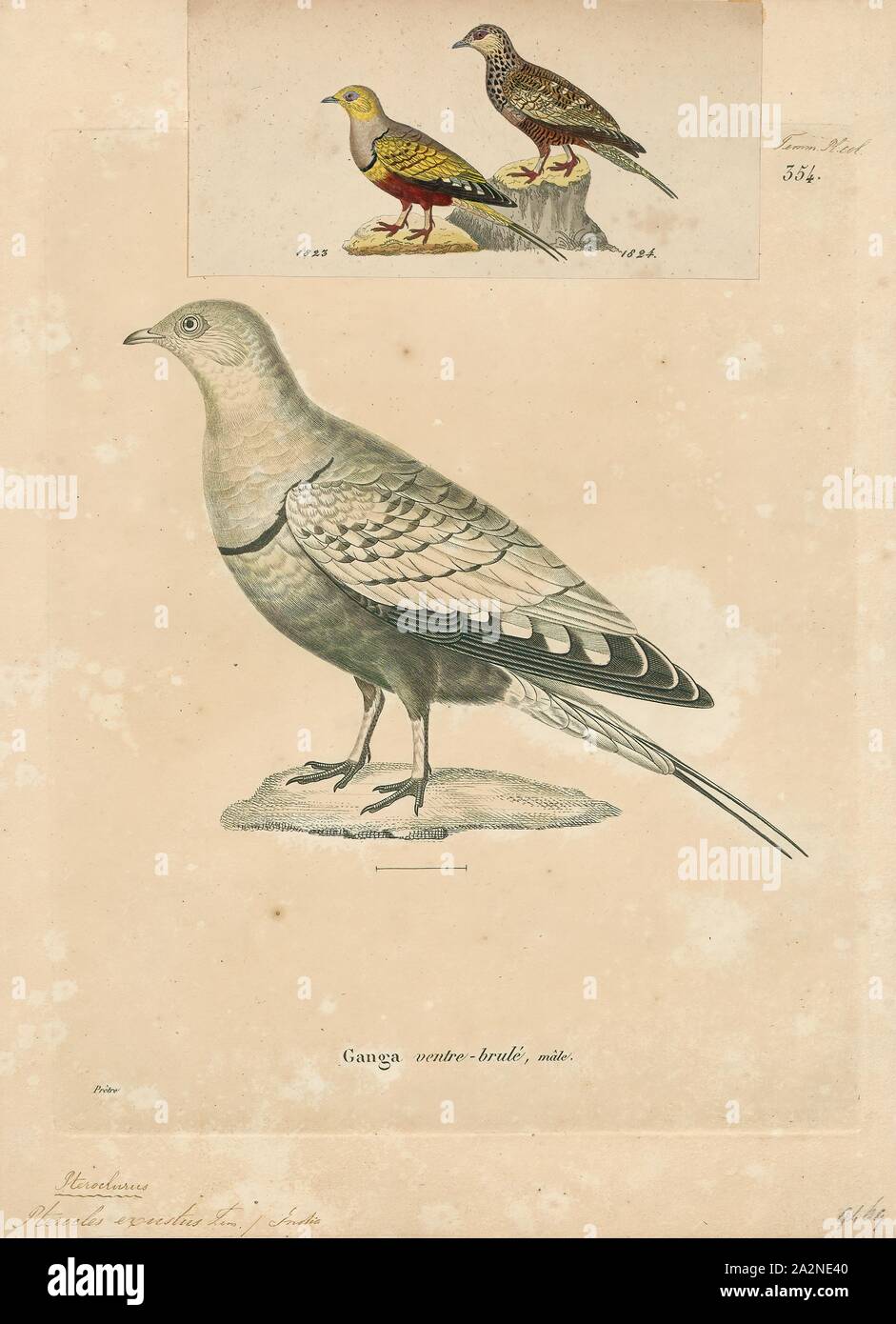 Pterocles exustus, Print, The chestnut-bellied sandgrouse (Pterocles exustus) is a species of sandgrouse. They are found in sparse, bushy, arid land which is common in central and northern Africa, and southern Asia. Though they live in hot, arid climates, they are highly reliant on water. They have been known to travel up to 80 kilometres (50 mi) in one day in search of water. All species of sandgrouse that have been studied in habitat have proved to be entirely vegetarian throughout their lives, specialising in leguminous weed seeds and seldom eating grass seeds., 1700-1880 Stock Photo