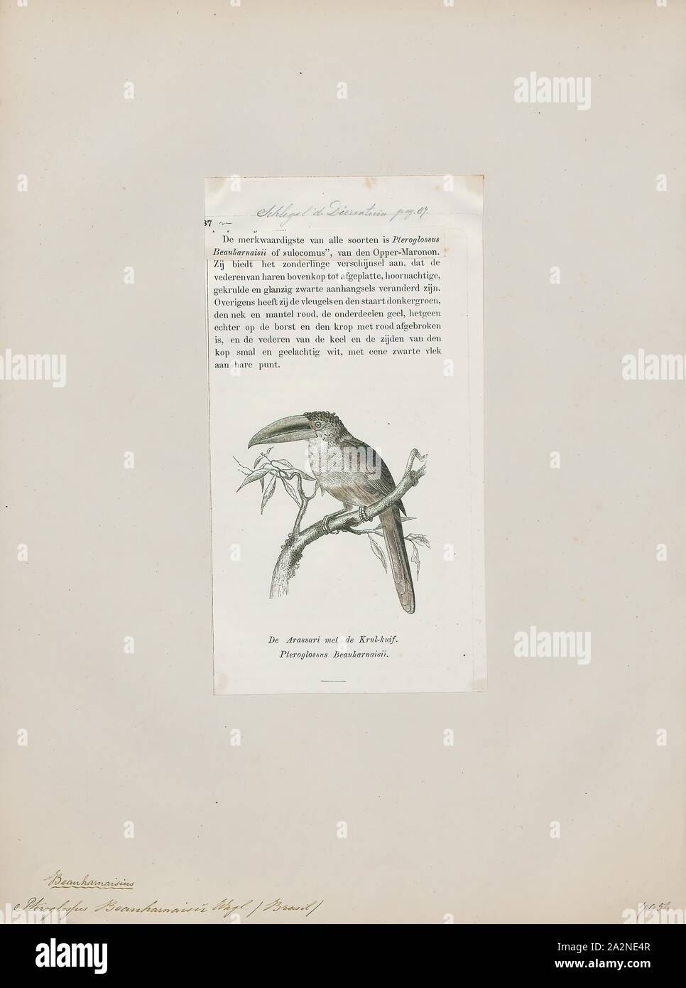 Pteroglossus beauharnaisii, Print, Aracari, Some authorities, either presently or formerly, recognize additional species or subspecies as species belonging to the genus Pteroglossus, 1872 Stock Photo