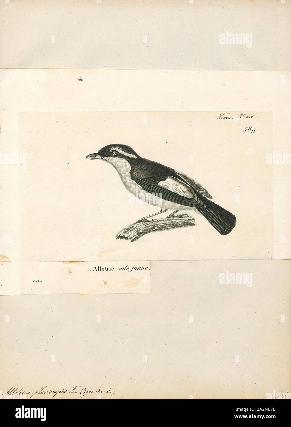 Pteruthius flaviscapis, Print, The pied shrike-babbler (Pteruthius flaviscapis) is a bird species traditionally considered an aberrant Old World babbler and placed in the family Timaliidae. But as it seems, it belongs to an Asian offshoot of the American vireos and may well belong in the Vireonidae. Indeed, since long it was noted that their habits resemble those of vireos, but this was believed to be the result of convergent evolution., 1700-1880 Stock Photo