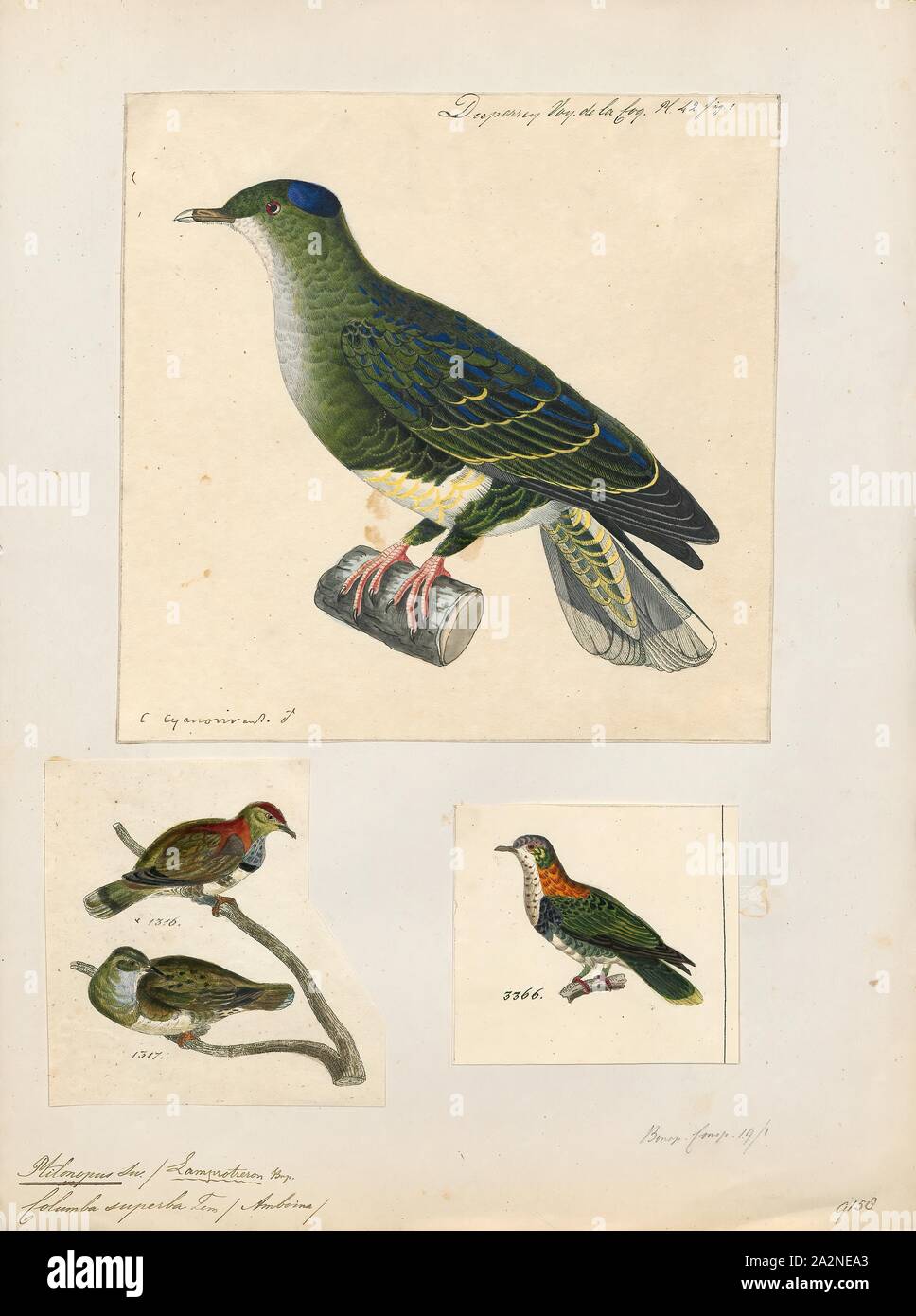 Ptilinopus Superbus Print The Superb Fruit Dove Ptilinopus Superbus Also Known As The Purple Crowned Fruit Dove Leading To Easy Confusion With The Purple Capped Fruit Dove Is A Medium Sized 22 24 Cm Long Colourful