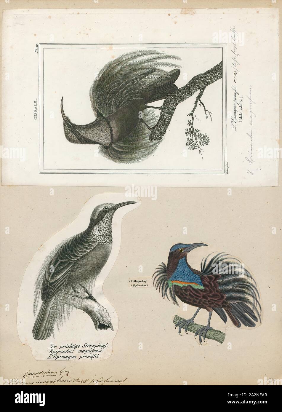Ptilornis magnificus, Print, 1700-1880 Stock Photo