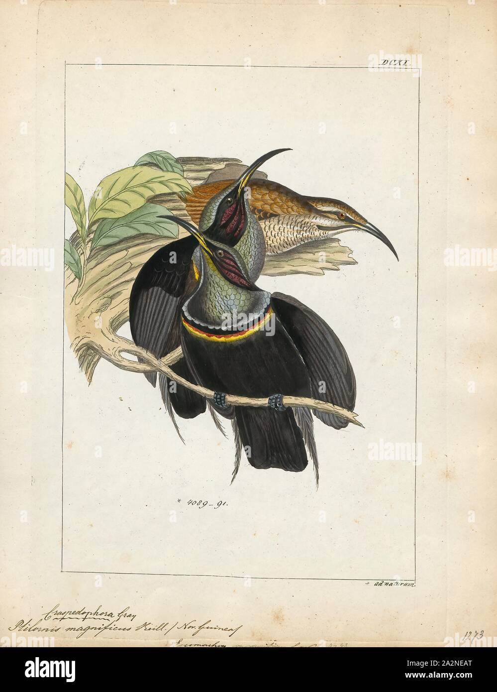 Ptilornis magnificus, Print, 1820-1860 Stock Photo