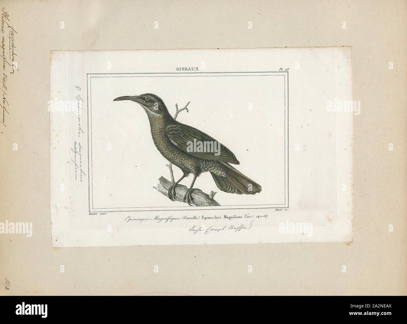 Ptilornis magnificus, Print, 1838 Stock Photo