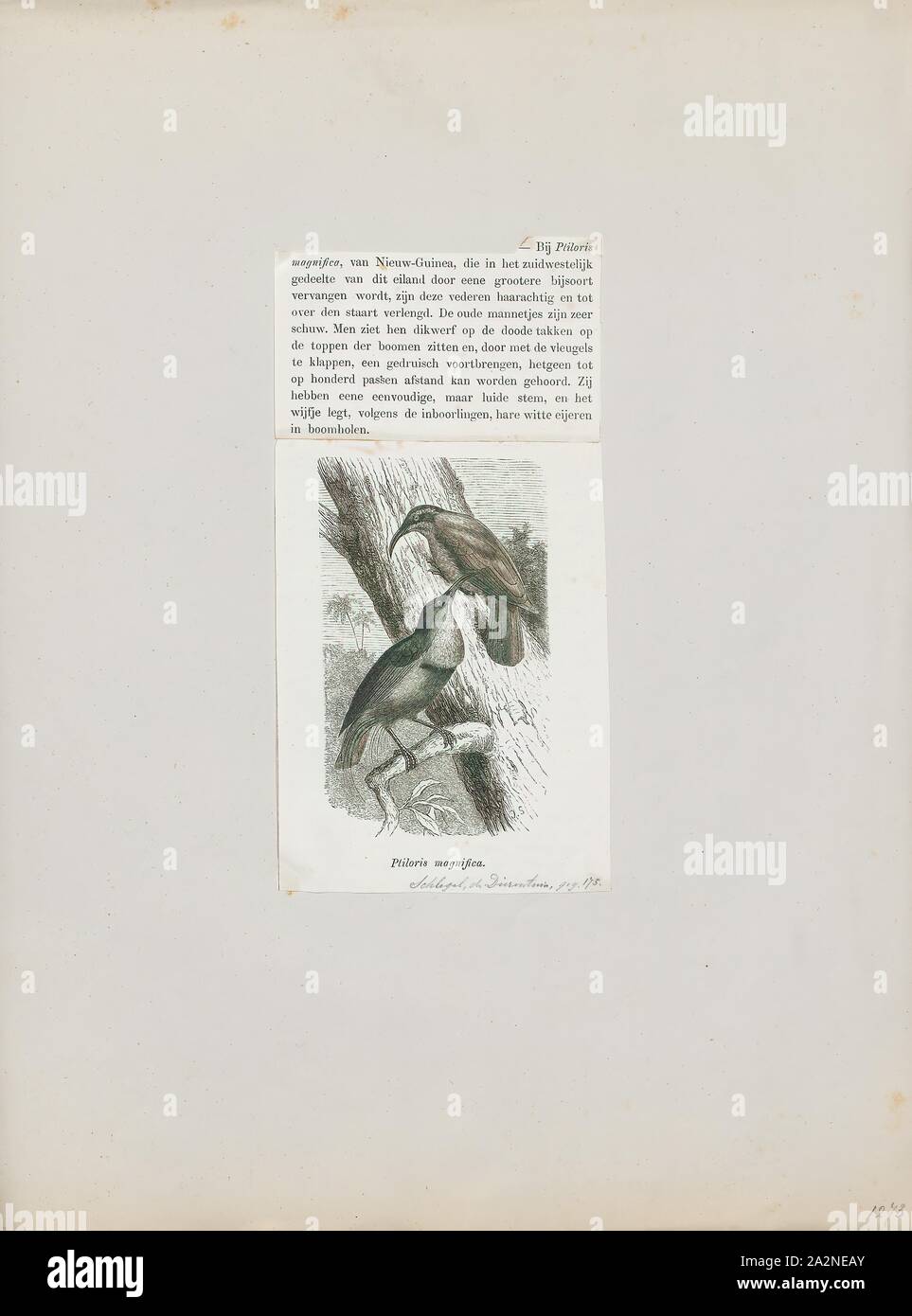 Ptilornis magnificus, Print, 1872 Stock Photo