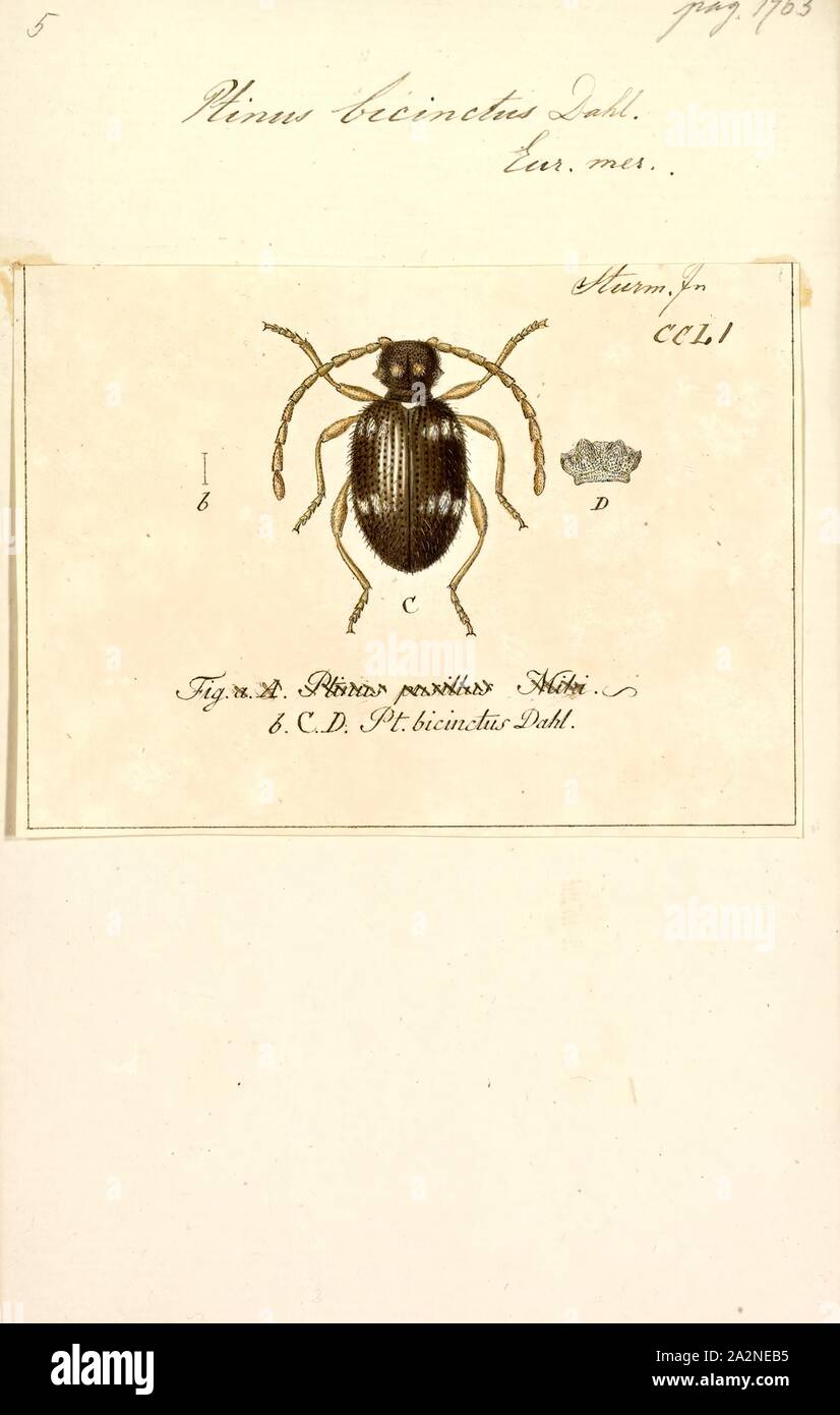 Ptinus, Print, Ptinus is a genus of beetles distributed throughout much of the world, including Africa, the Australian region, the Palearctic, the Near East, the Nearctic, and the Neotropic ecozone. It is a member of the subfamily Ptininae, the spider beetles Stock Photo