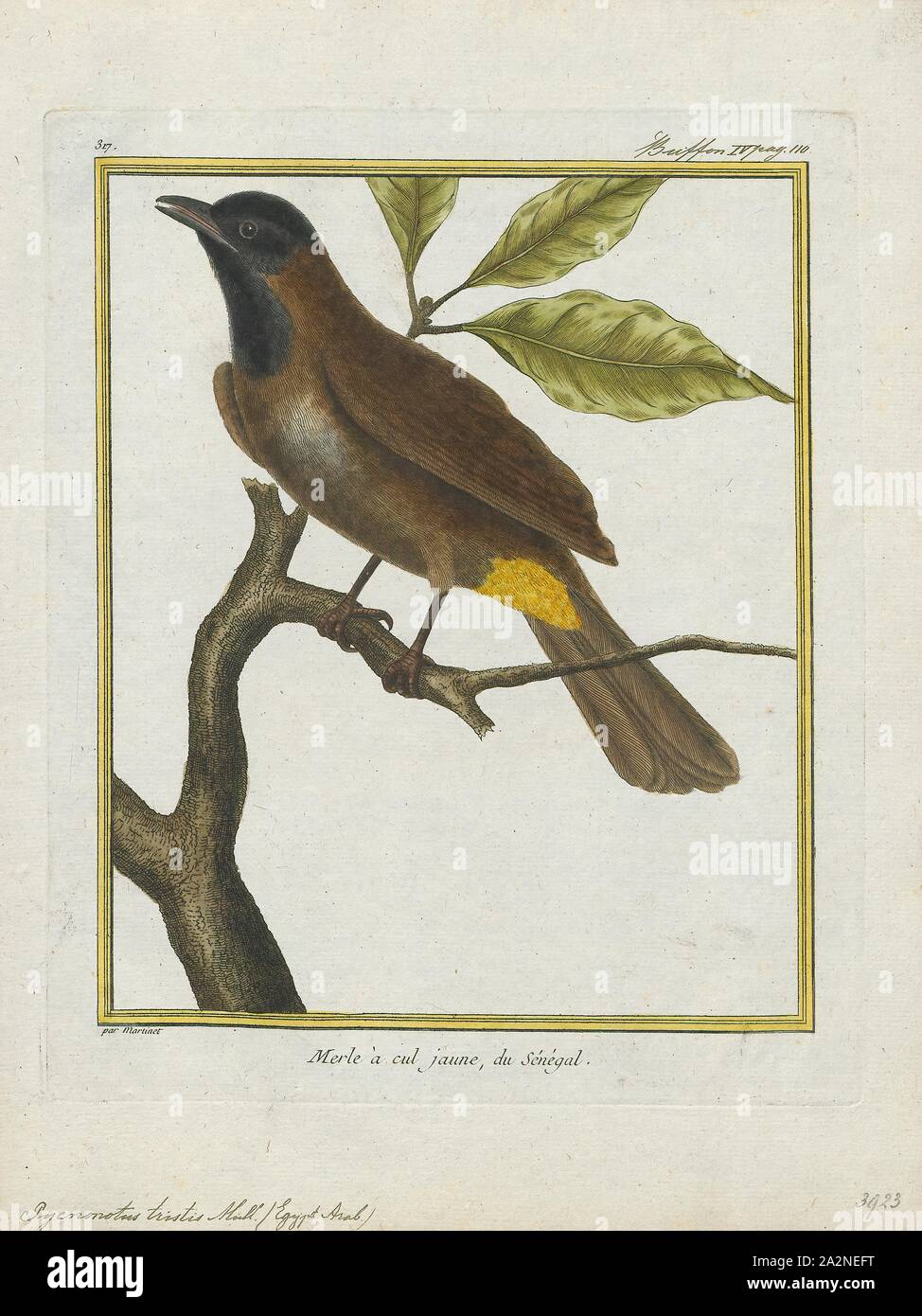 Pycnonotus tristis, Print, Yellowvented bulbul (Pycnonotus goiavier