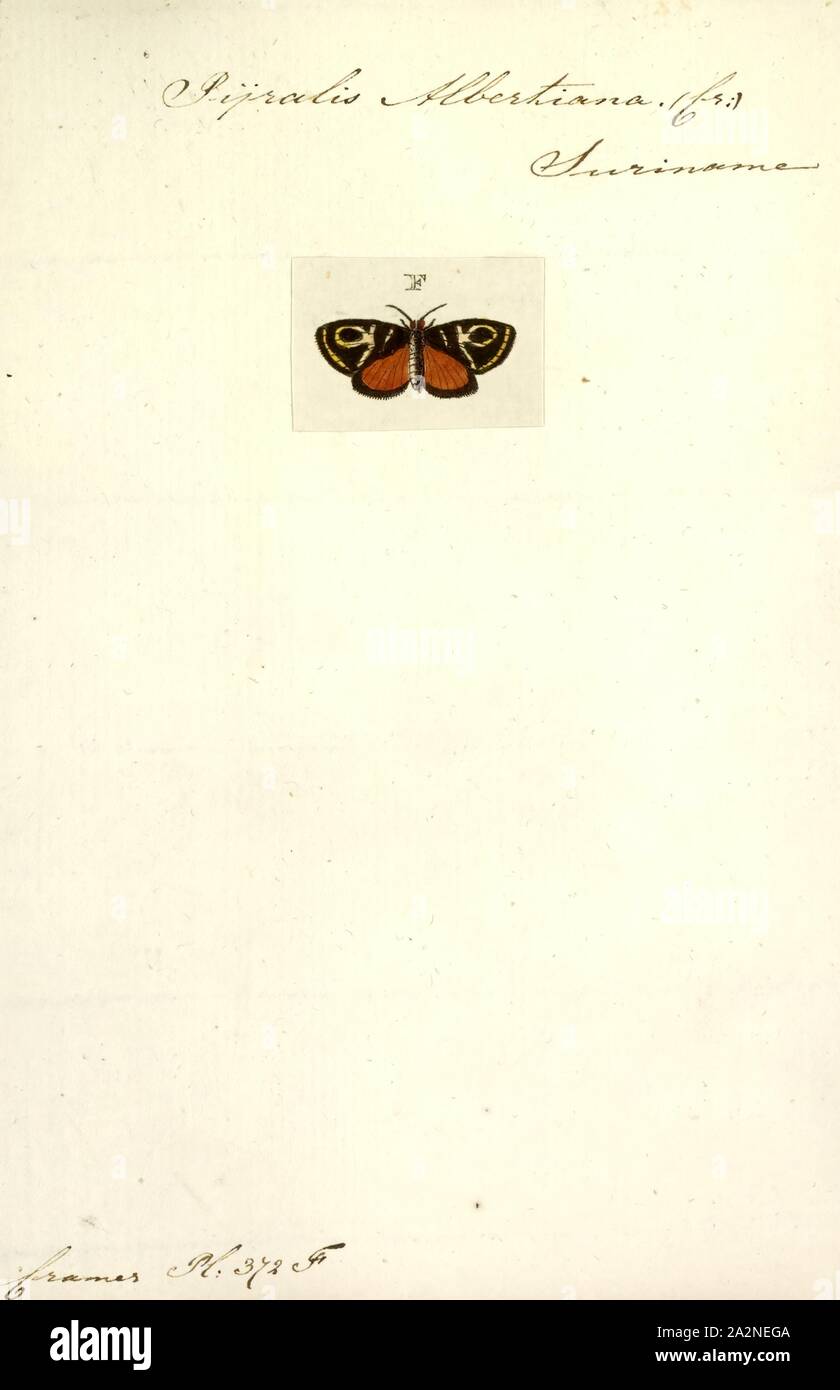 Pyralis, Print, Pyralis is a genus of snout moths. It was described by Carl Linnaeus in 1758 Stock Photo