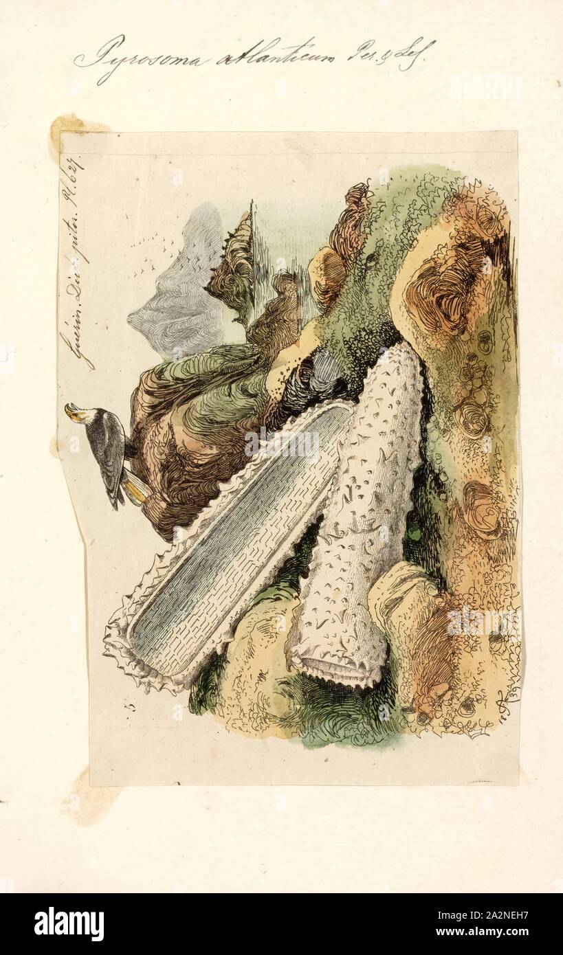 Soma meaning body hires stock photography and images Alamy