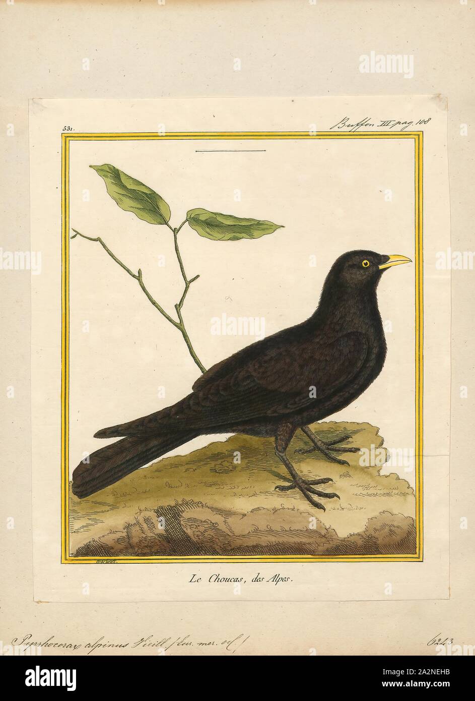Pyrrhocorax alpinus, Print, The Alpine chough, or yellow-billed chough  (Pyrrhocorax graculus), is a bird in the crow family, one of only two species  in the genus Pyrrhocorax. Its two subspecies breed in