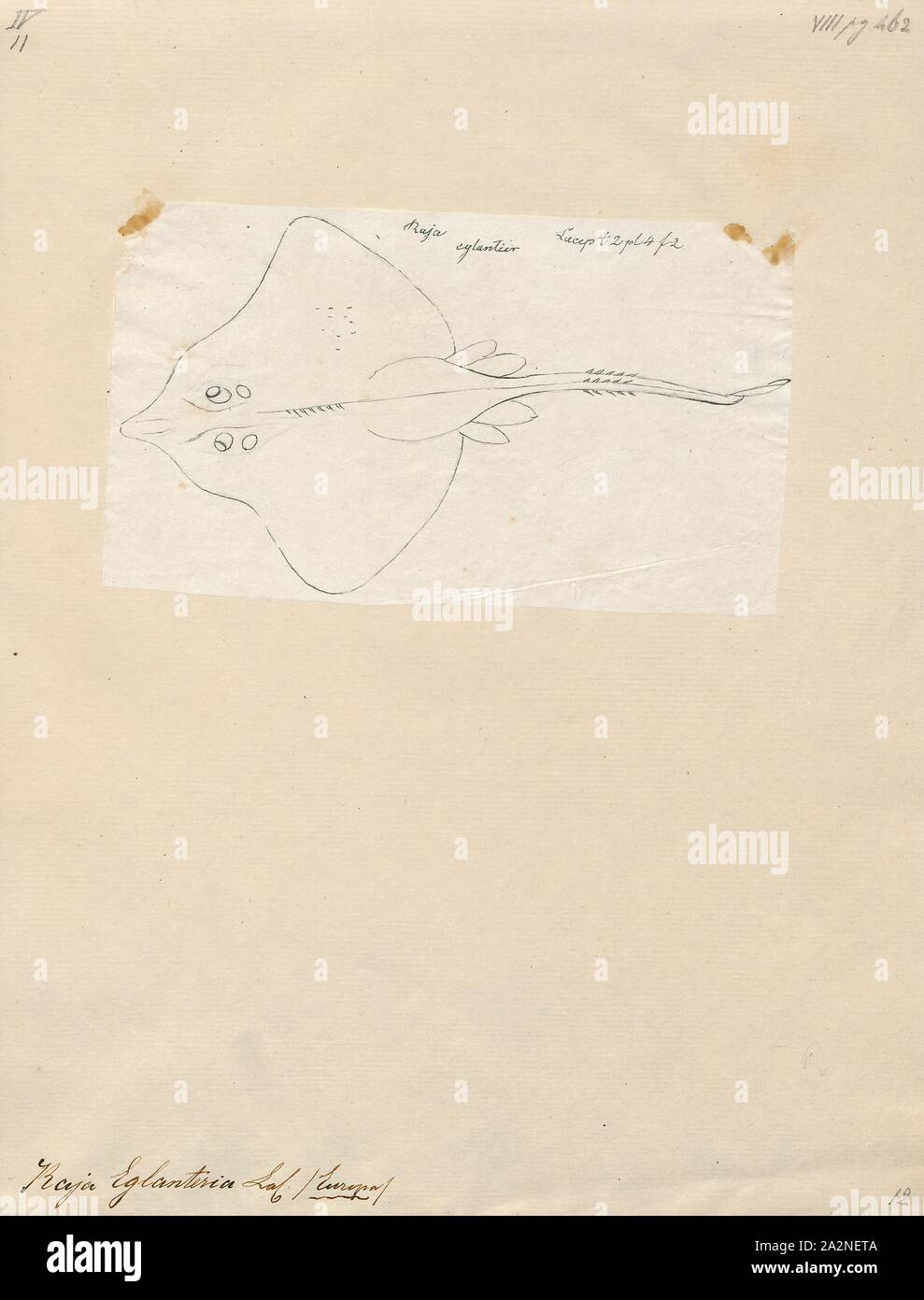 Raja eglanteria hires stock photography and images Alamy