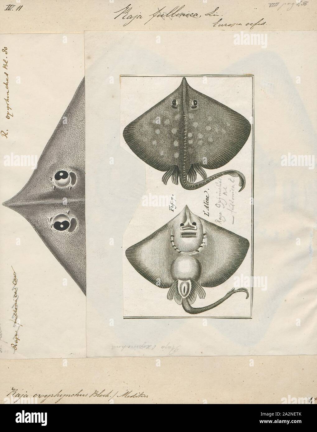Raja oxyrhynchus, Print, 1700-1880 Stock Photo