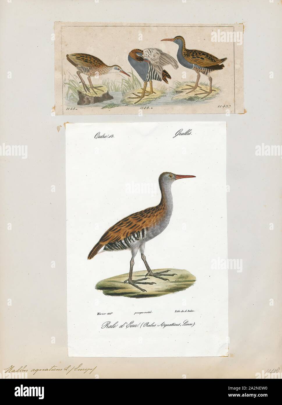Rallus aquaticus, Print, The water rail (Rallus aquaticus) is a bird of the rail family which breeds in well-vegetated wetlands across Europe, Asia and North Africa. Northern and eastern populations are migratory, but this species is a permanent resident in the warmer parts of its breeding range. The adult is 23–28 cm (9–11 in) long, and, like other rails, has a body that is flattened laterally, allowing it easier passage through the reed beds it inhabits. It has mainly brown upperparts and blue-grey underparts, black barring on the flanks, long toes, a short tail and a long reddish bill Stock Photo