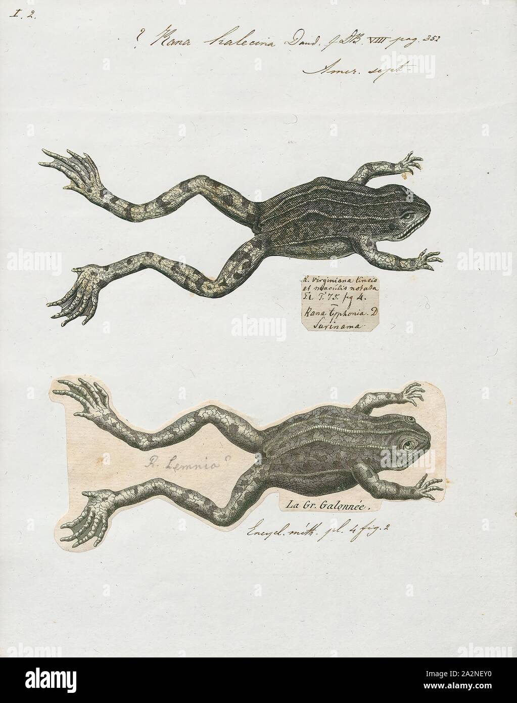 Rana halecina, Print, The southern leopard frog (Lithobates sphenocephalus or Rana sphenocephala) is a species of true frog. It is native to eastern North America from Kansas to New York to Florida. It is also an introduced species in some areas., 1700-1880 Stock Photo