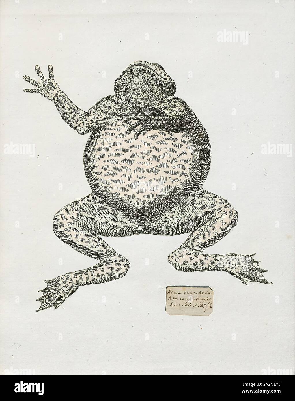 Rana maculosa, Print, Nanorana arnoldi (common name: Arnold's paa frog) is a species of frog in the Dicroglossidae family. It is found in southwestern China (Tibet, Yunnan), northern Myanmar, eastern Nepal, and adjacent northeastern India. Its natural habitats are subtropical or tropical moist montane forests, rivers, and freshwater springs., 1700-1880 Stock Photo