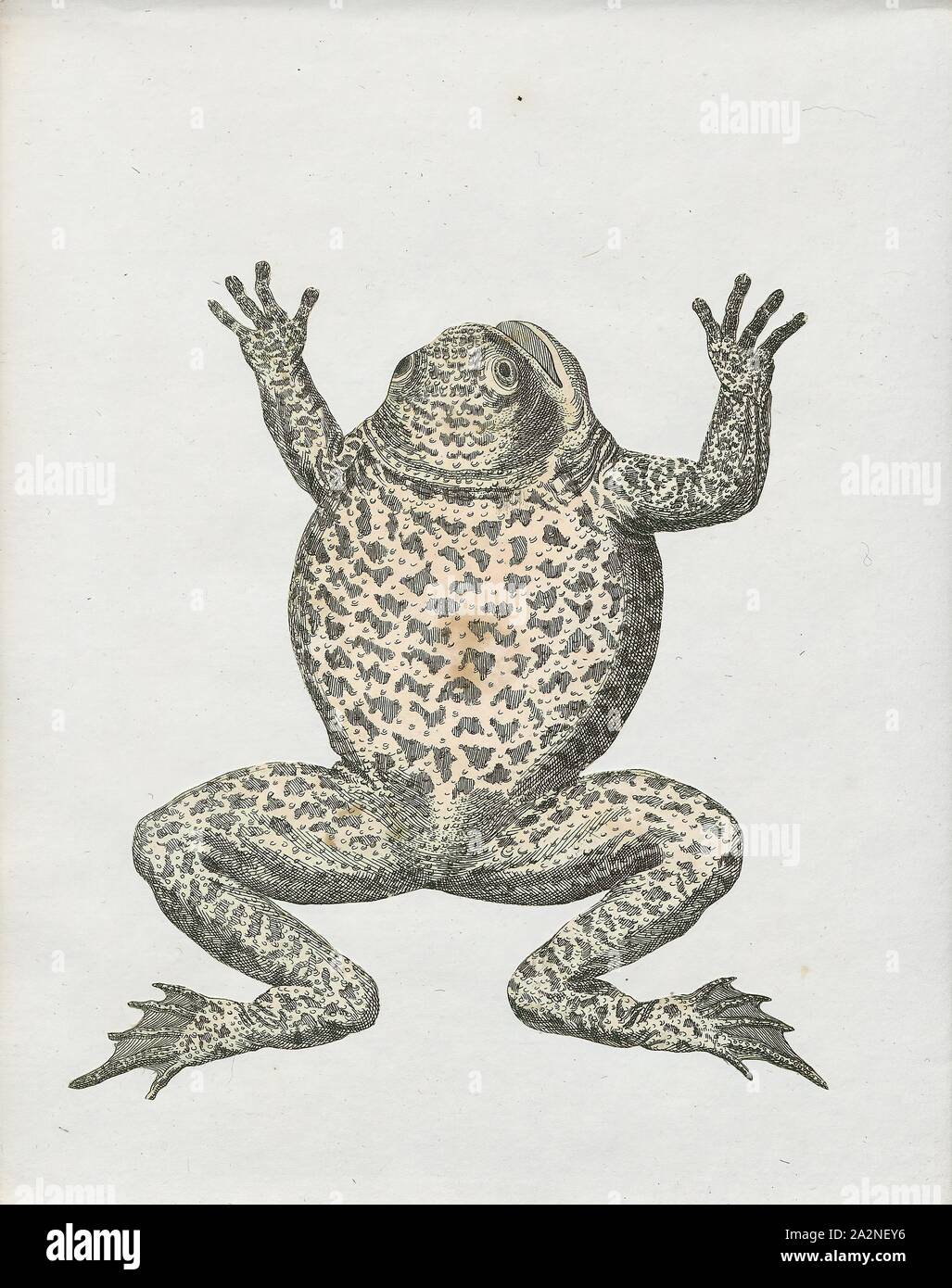 Rana maculosa, Print, Nanorana arnoldi (common name: Arnold's paa frog) is a species of frog in the Dicroglossidae family. It is found in southwestern China (Tibet, Yunnan), northern Myanmar, eastern Nepal, and adjacent northeastern India. Its natural habitats are subtropical or tropical moist montane forests, rivers, and freshwater springs., 1700-1880 Stock Photo