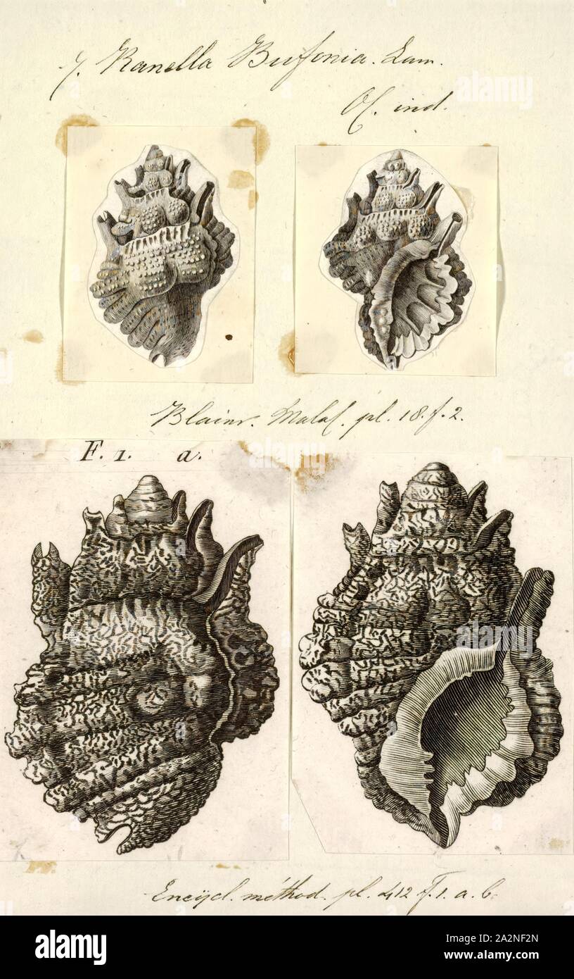 Frog shell family hires stock photography and images Alamy