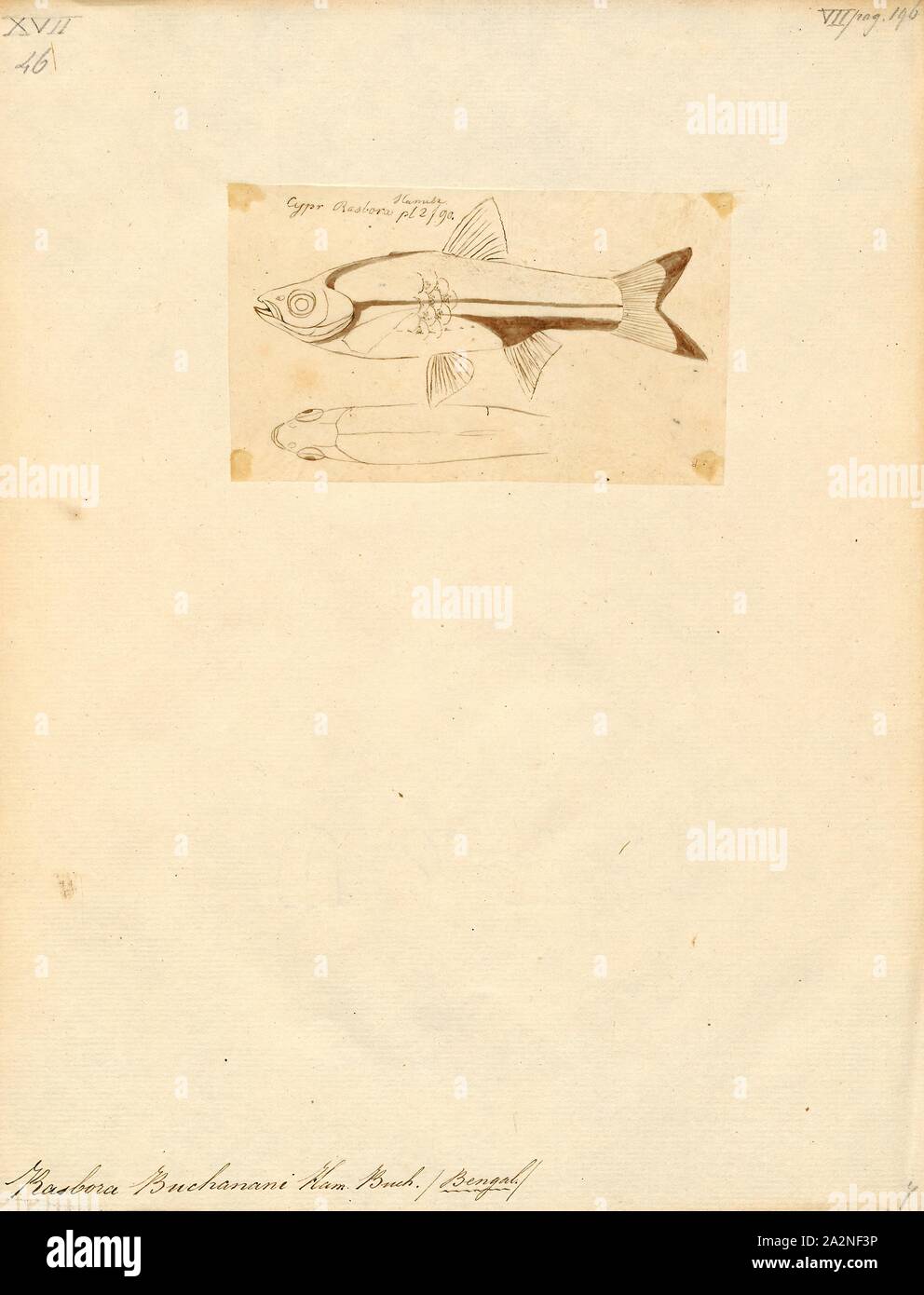 Rasbora buchanani hires stock photography and images Alamy