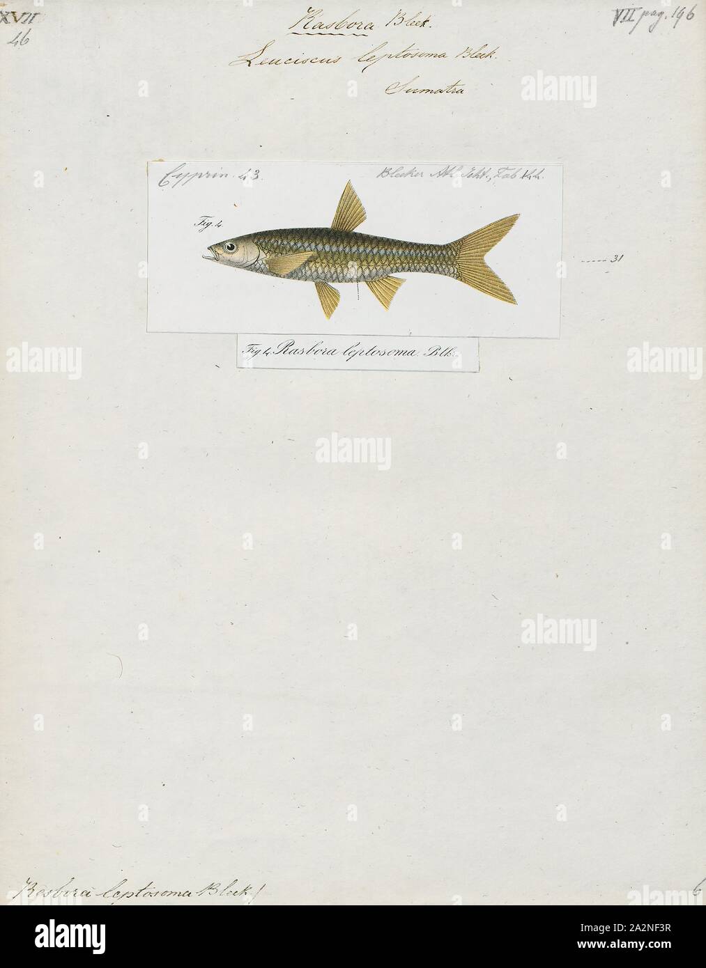 Rasbora leptosoma, Print, The copperstripe rasbora (Rasbora leptosoma) is a species of ray-finned fish in the genus Rasbora from Sumatra, Indonesia., 1700-1880 Stock Photo
