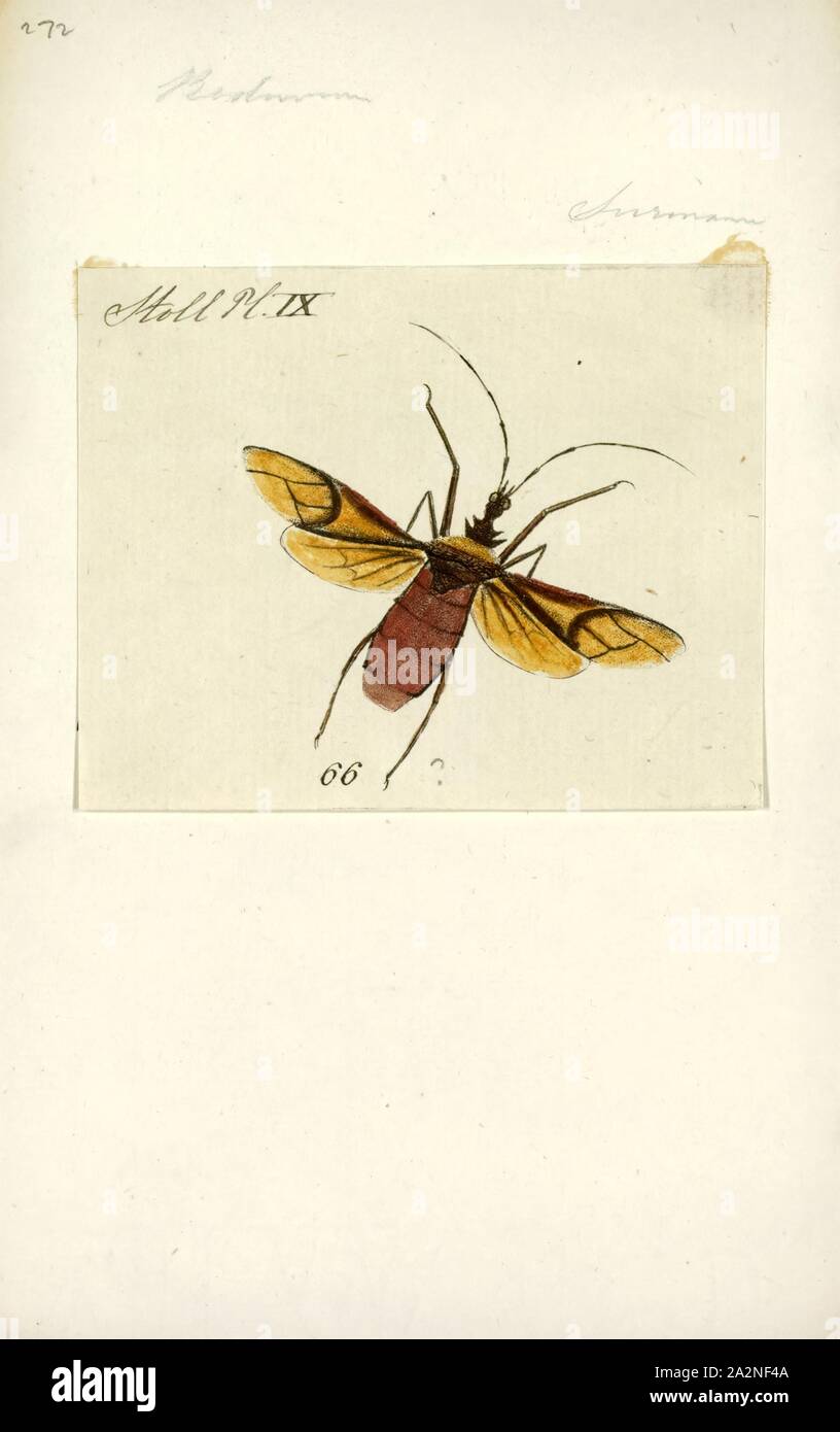 Reduvius, Print, Reduvius is a large genus of reduviids or assassin bugs. The masked hunter, Reduvius personatus, is a well-known example of this genus Stock Photo