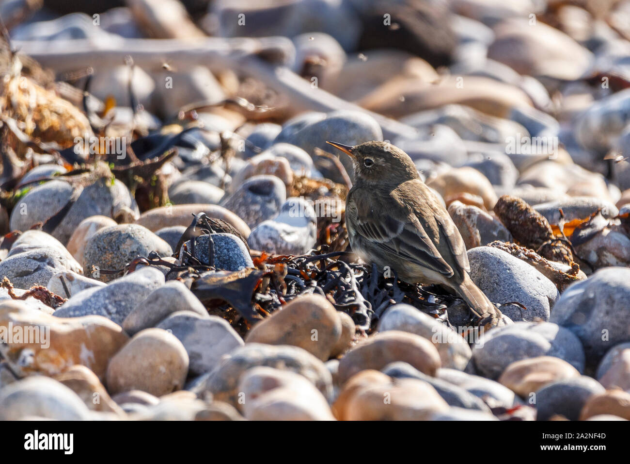 Rock pipit (Anthus petrosus) nestled in stoney beach catching passing flies. Dusky olive brown upperparts dirty white underparts pale stripe over eye Stock Photo
