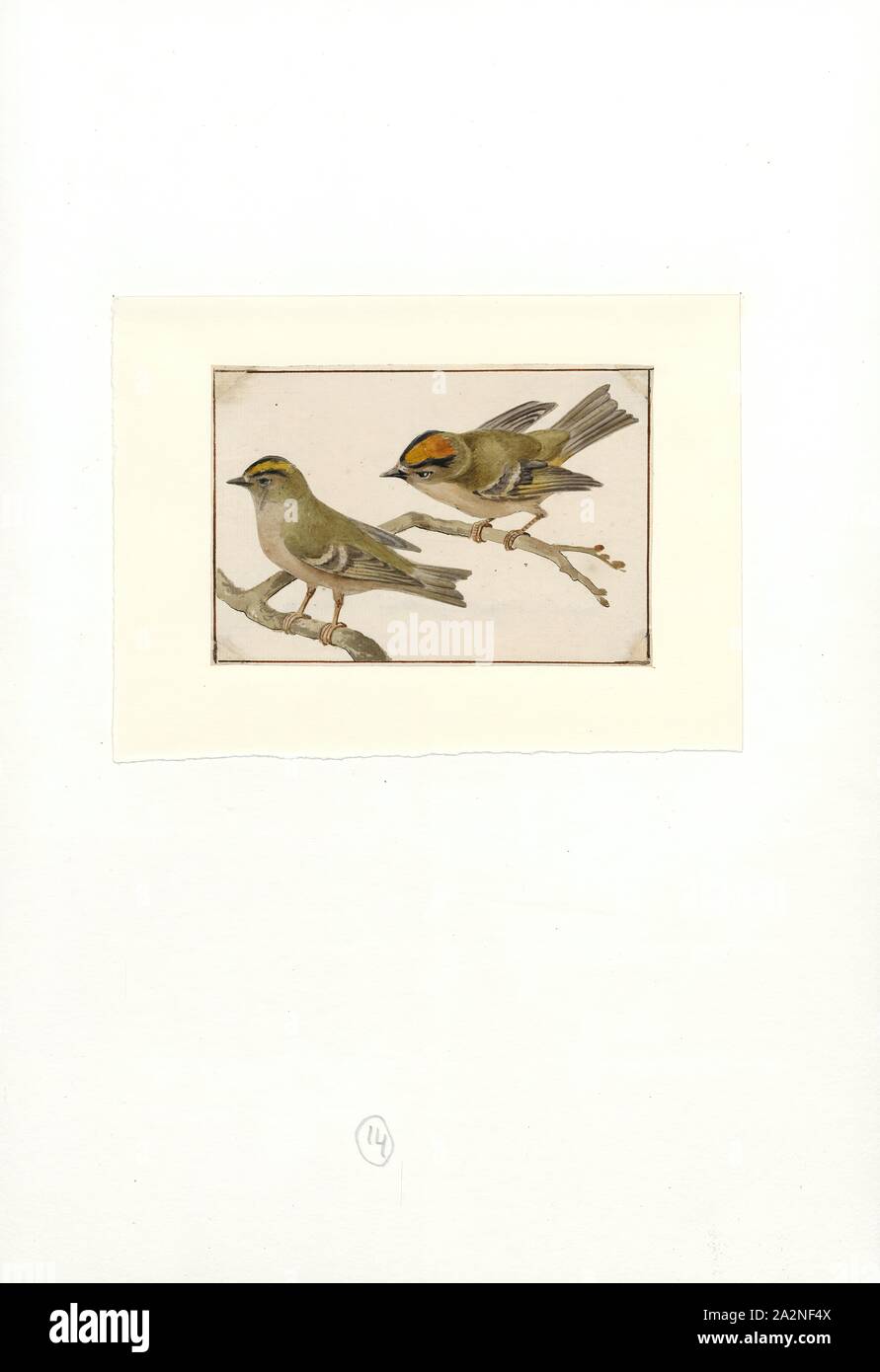 Regulus ignicapillus, Print, The common firecrest (Regulus ignicapilla) also known as the firecrest, is a very small passerine bird in the kinglet family. It breeds in most of temperate Europe and northwestern Africa, and is partially migratory, with birds from central Europe wintering to the south and west of their breeding range. Firecrests in the Balearic Islands and north Africa are widely recognised as a separate subspecies, but the population on Madeira, previously also treated as a subspecies, is now treated as a distinct species, the Madeira firecrest, Regulus madeirensis. A fossil Stock Photo