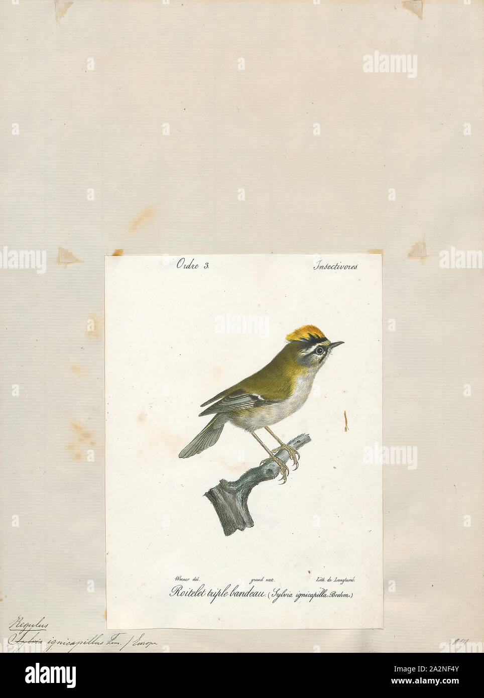 Regulus ignicapillus, Print, The common firecrest (Regulus ignicapilla) also known as the firecrest, is a very small passerine bird in the kinglet family. It breeds in most of temperate Europe and northwestern Africa, and is partially migratory, with birds from central Europe wintering to the south and west of their breeding range. Firecrests in the Balearic Islands and north Africa are widely recognised as a separate subspecies, but the population on Madeira, previously also treated as a subspecies, is now treated as a distinct species, the Madeira firecrest, Regulus madeirensis. A fossil Stock Photo