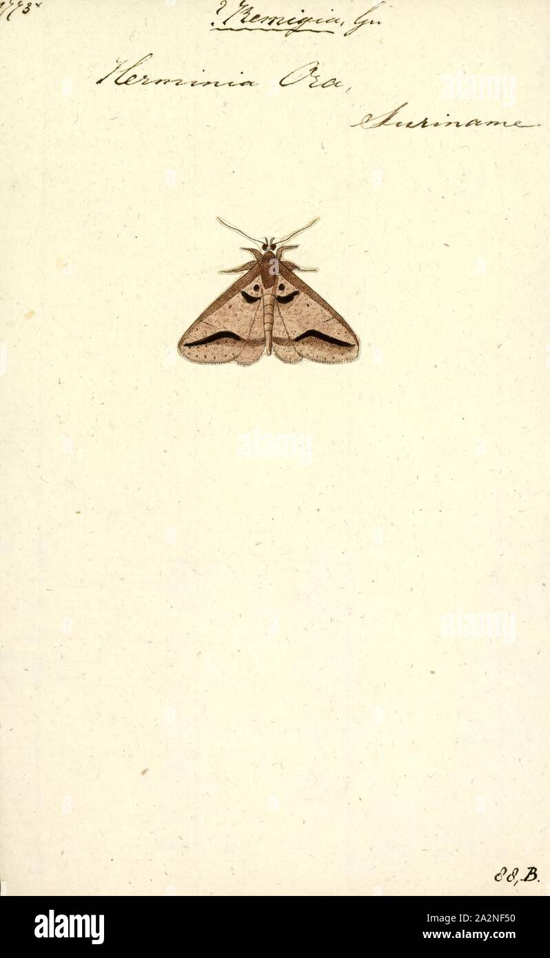 Remigia, Print, Mocis is a genus of moths in the family Erebidae Stock Photo