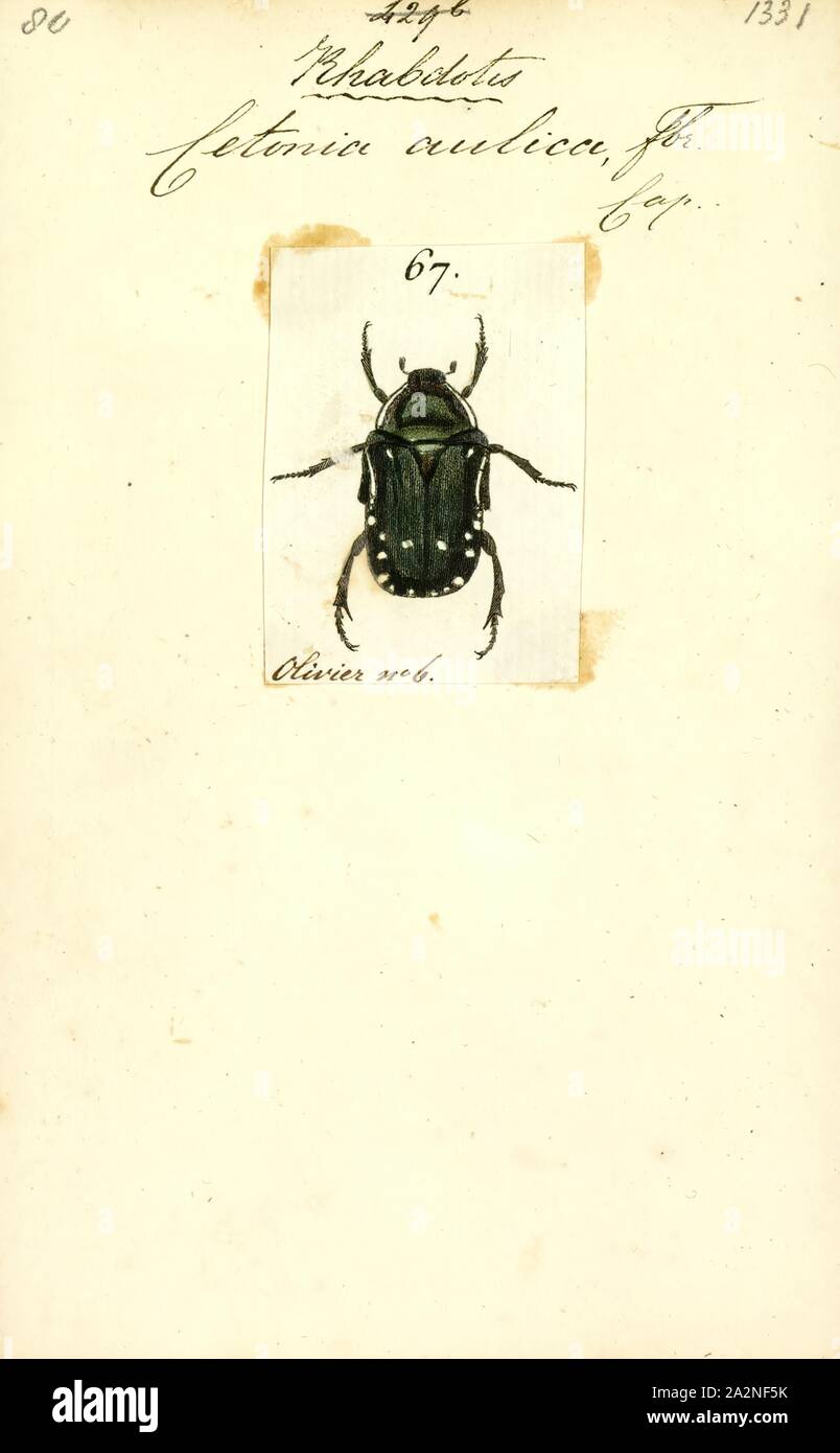 Rhabdotis, Print, Rhabdotis is a genus of the family Scarabaeidae Stock Photo