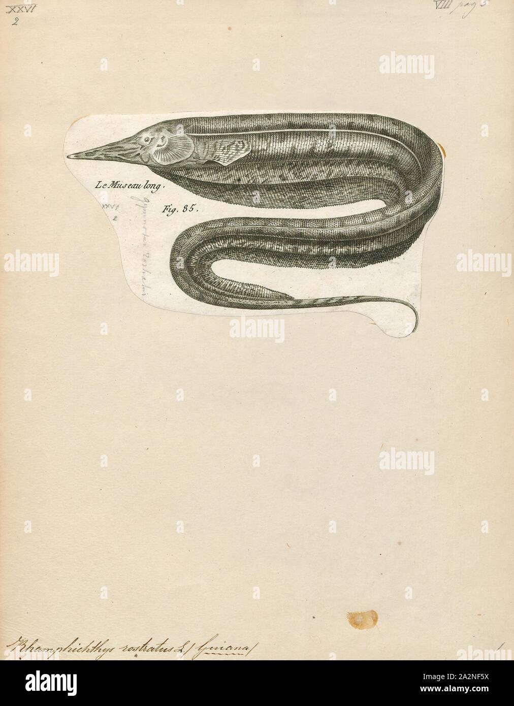Rhamphichthys rostratus, Print, Rhamphichthys is a genus of South American sand knifefishes found in the Amazon, Orinoco, Río de la Plata and Paranaíba basins, as well as rivers in the Guianas. They are found along vegetated edges or near the bottom of rivers; they are often quite common in deep river channels.Rhamphichthys feed on small invertebrates. Little else is known about their behavior, but observations in aquariums indicate that they are nocturnal. They have a relatively long slender snout and depending on the exact species reach up to 26.5–100 cm (0.9–3.3 ft) in total length., 1788 Stock Photo